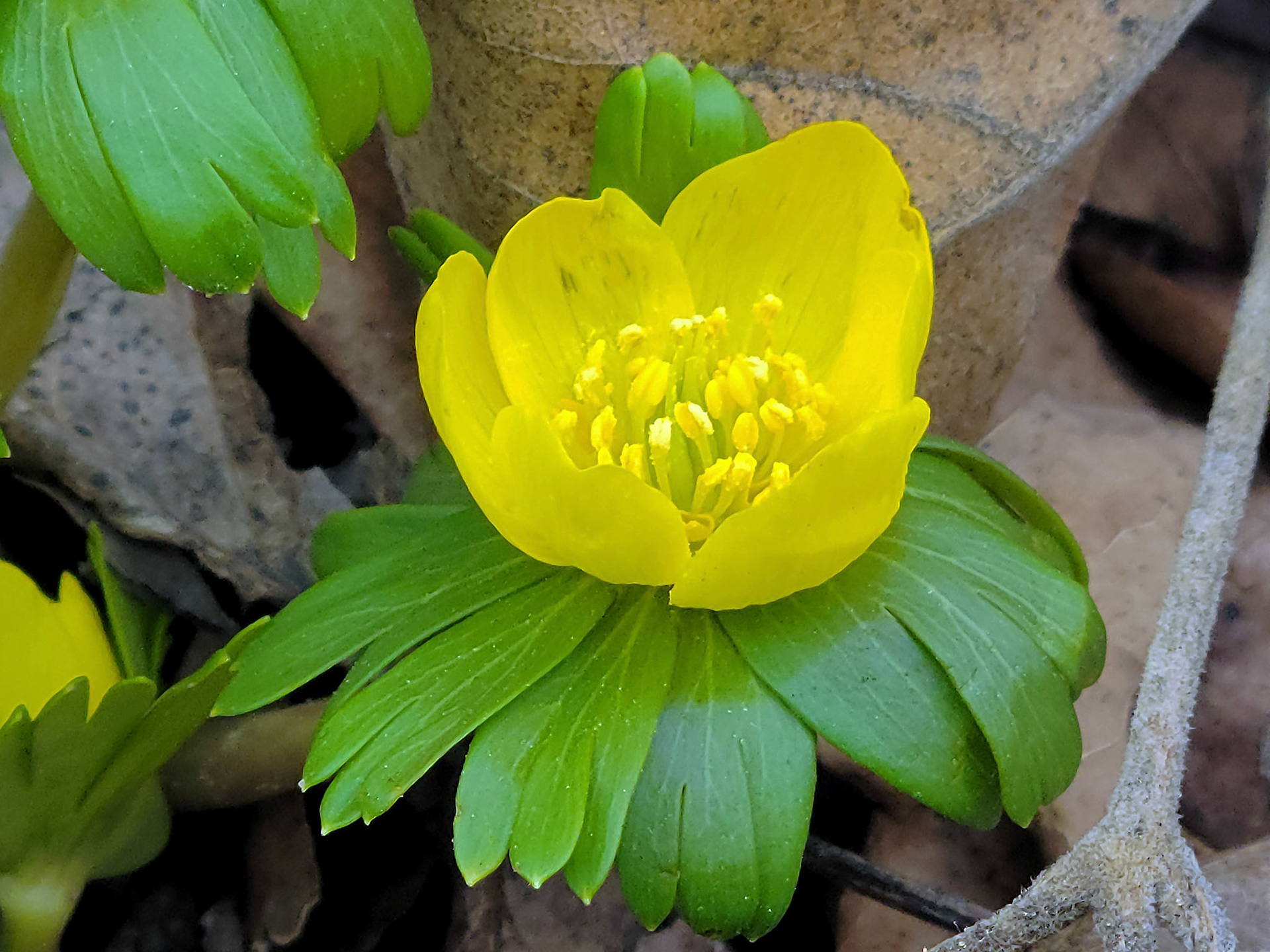 winter aconite