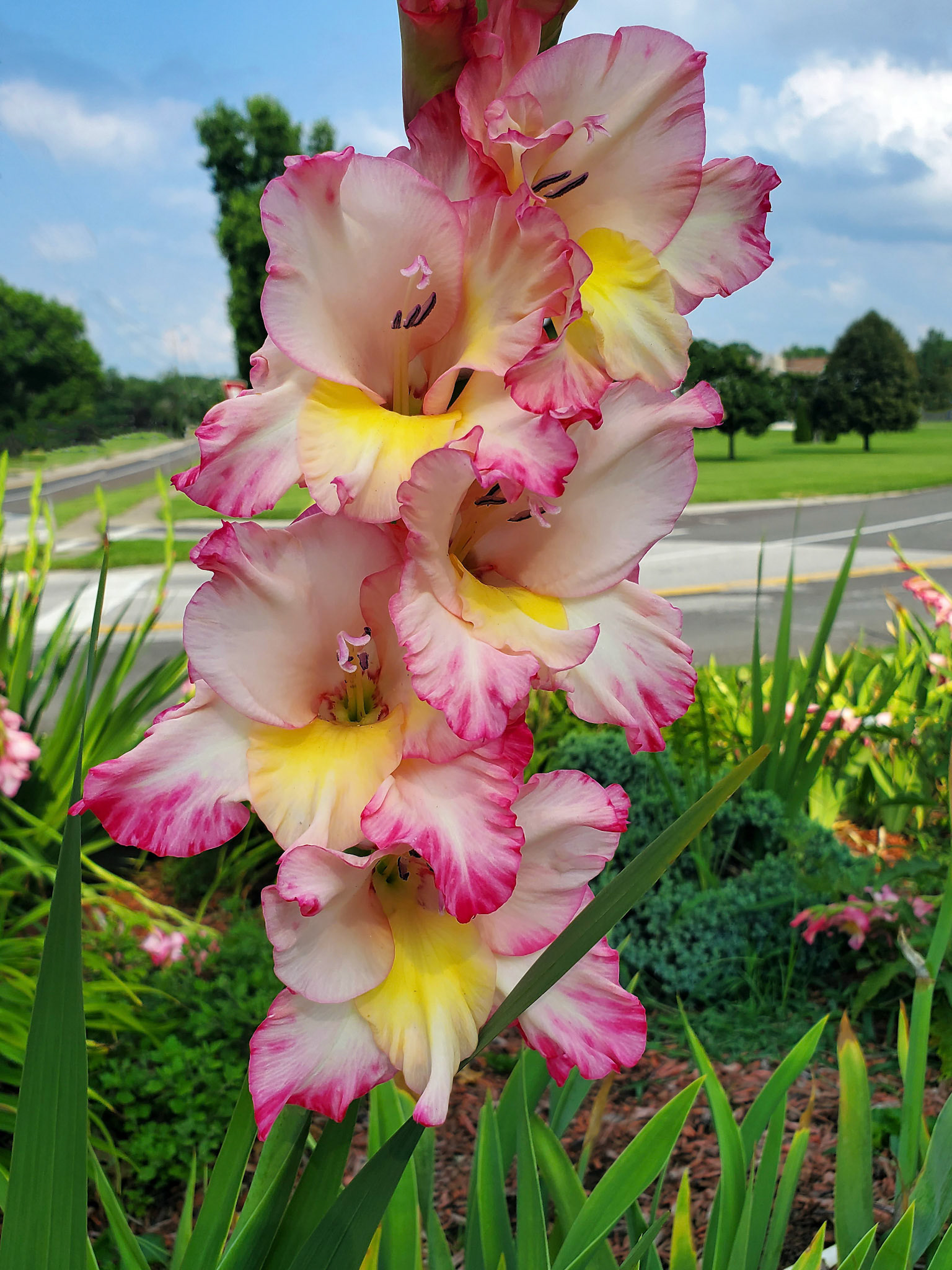 gladiolus