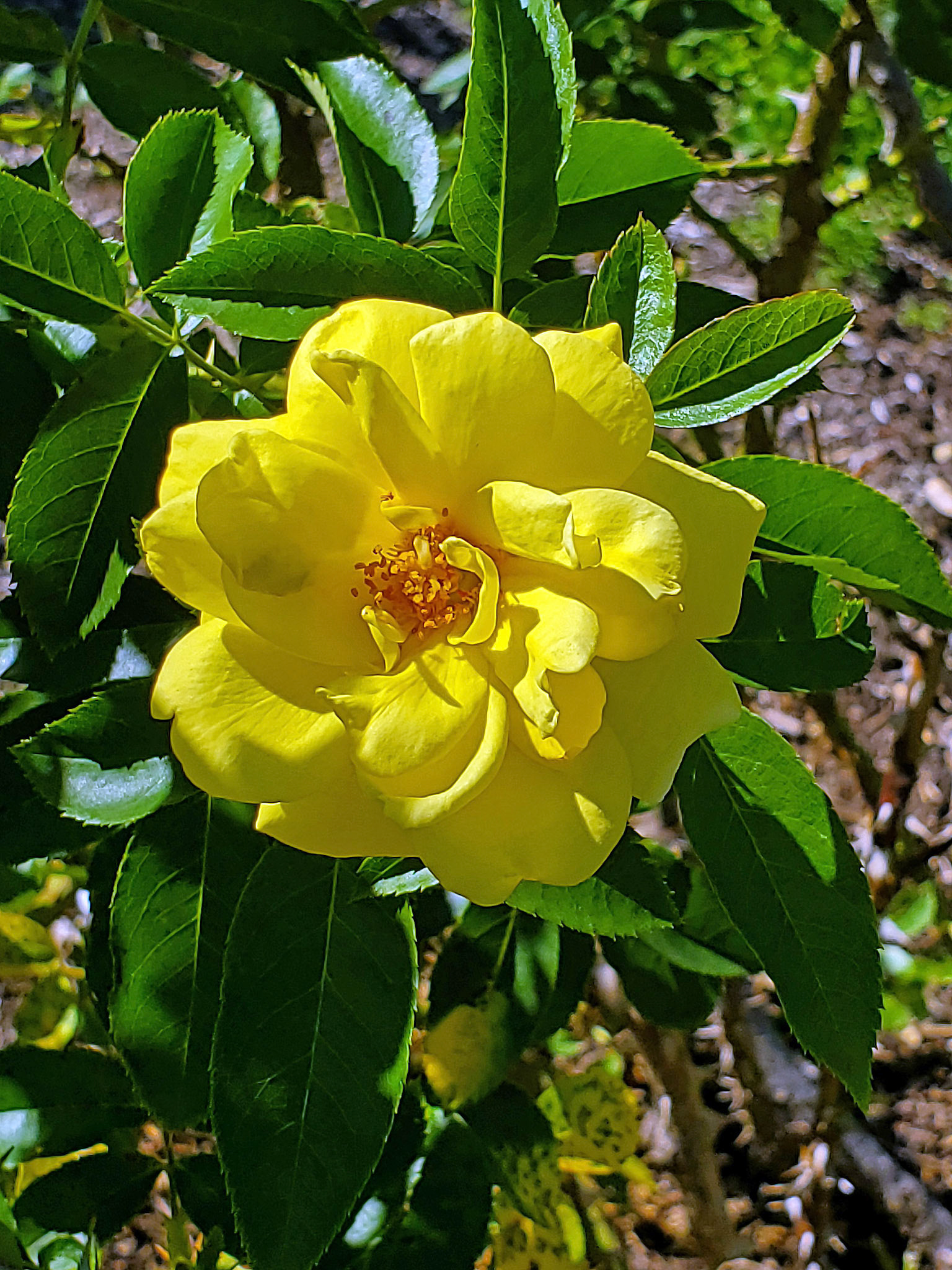 shrub rose