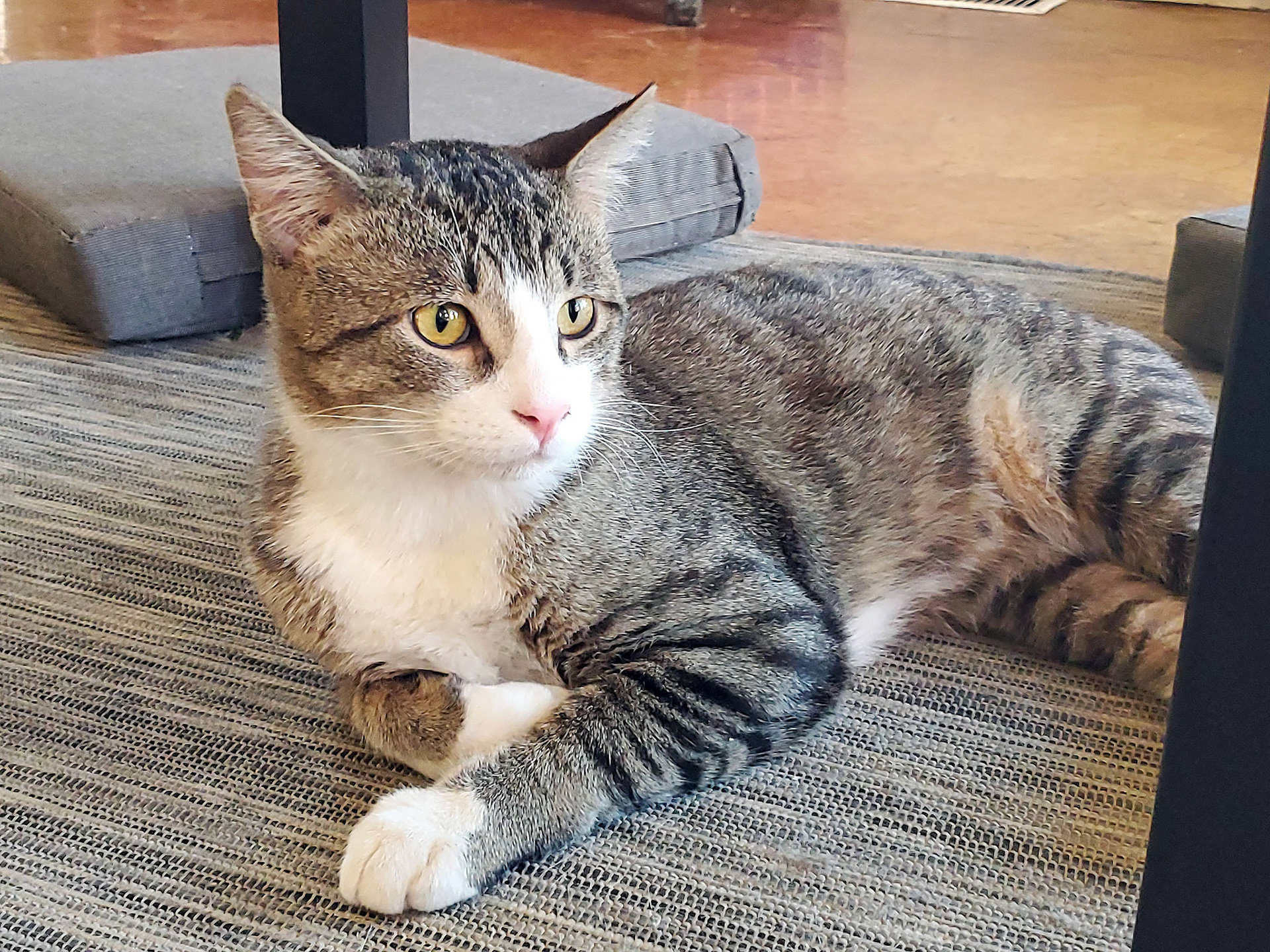 cat
