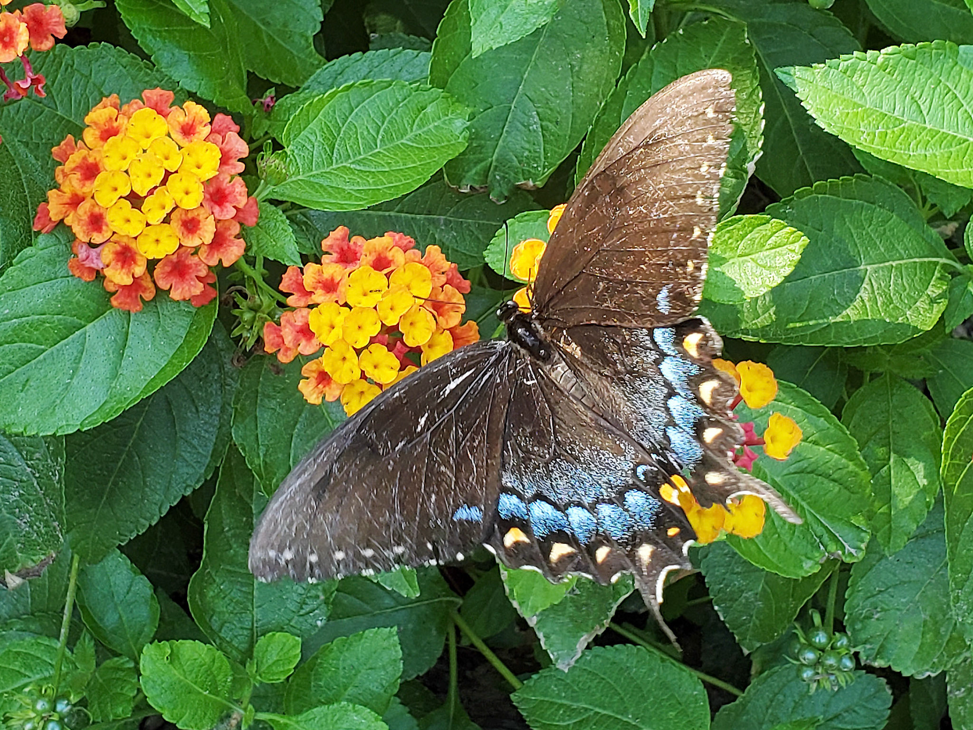 spicebush swallowtail