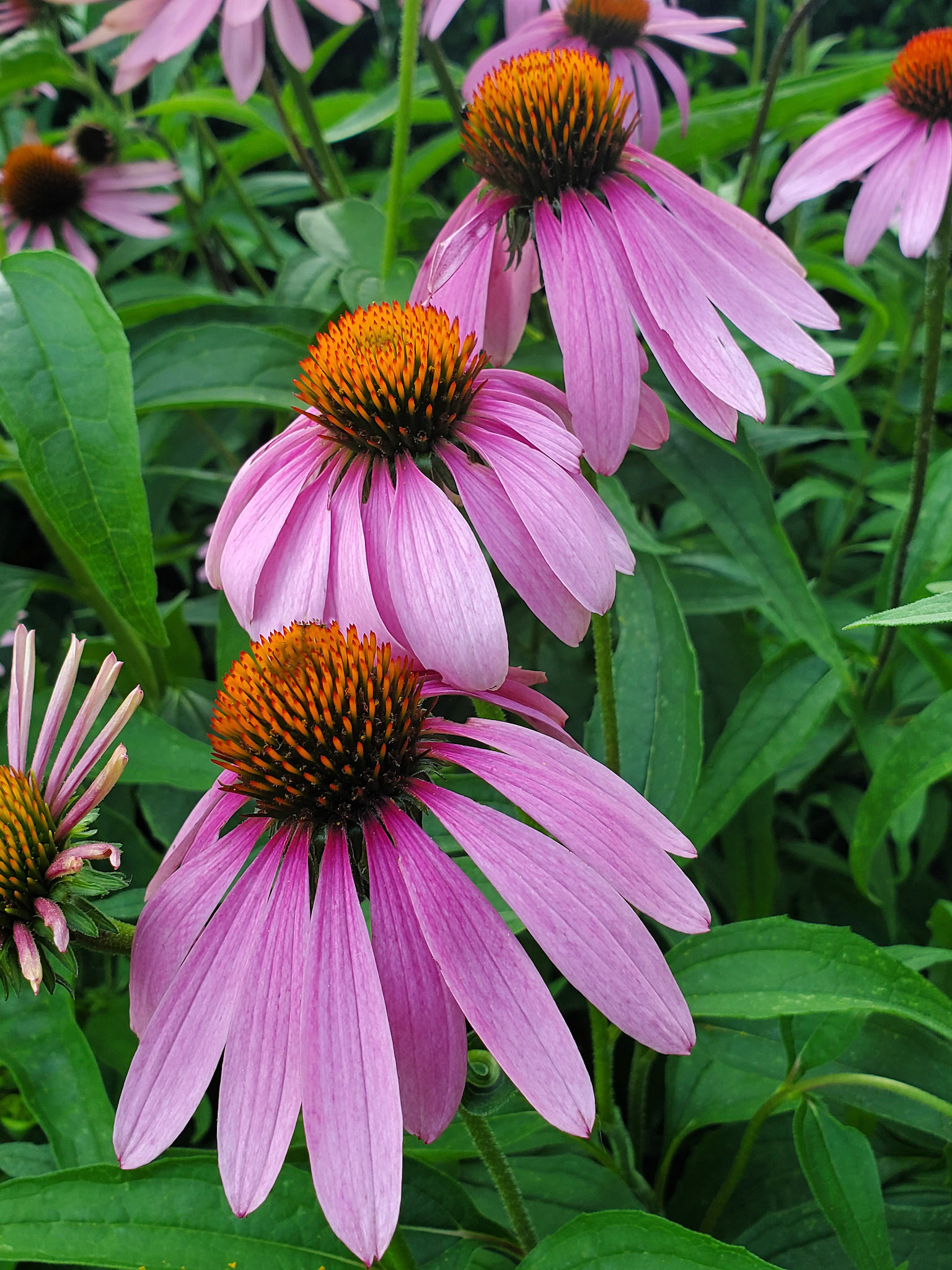 coneflowers (echinacea)