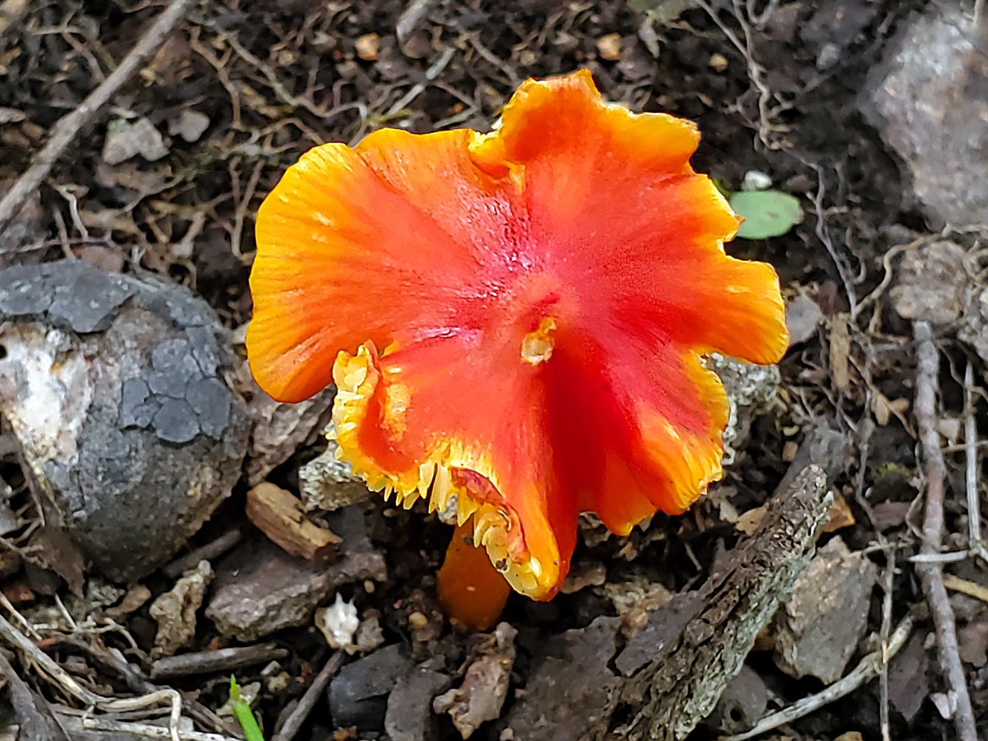 scarlet waxcap