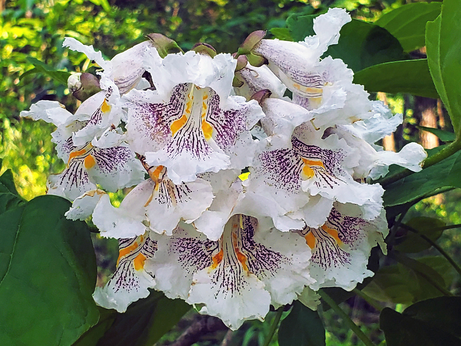 southern catalpa