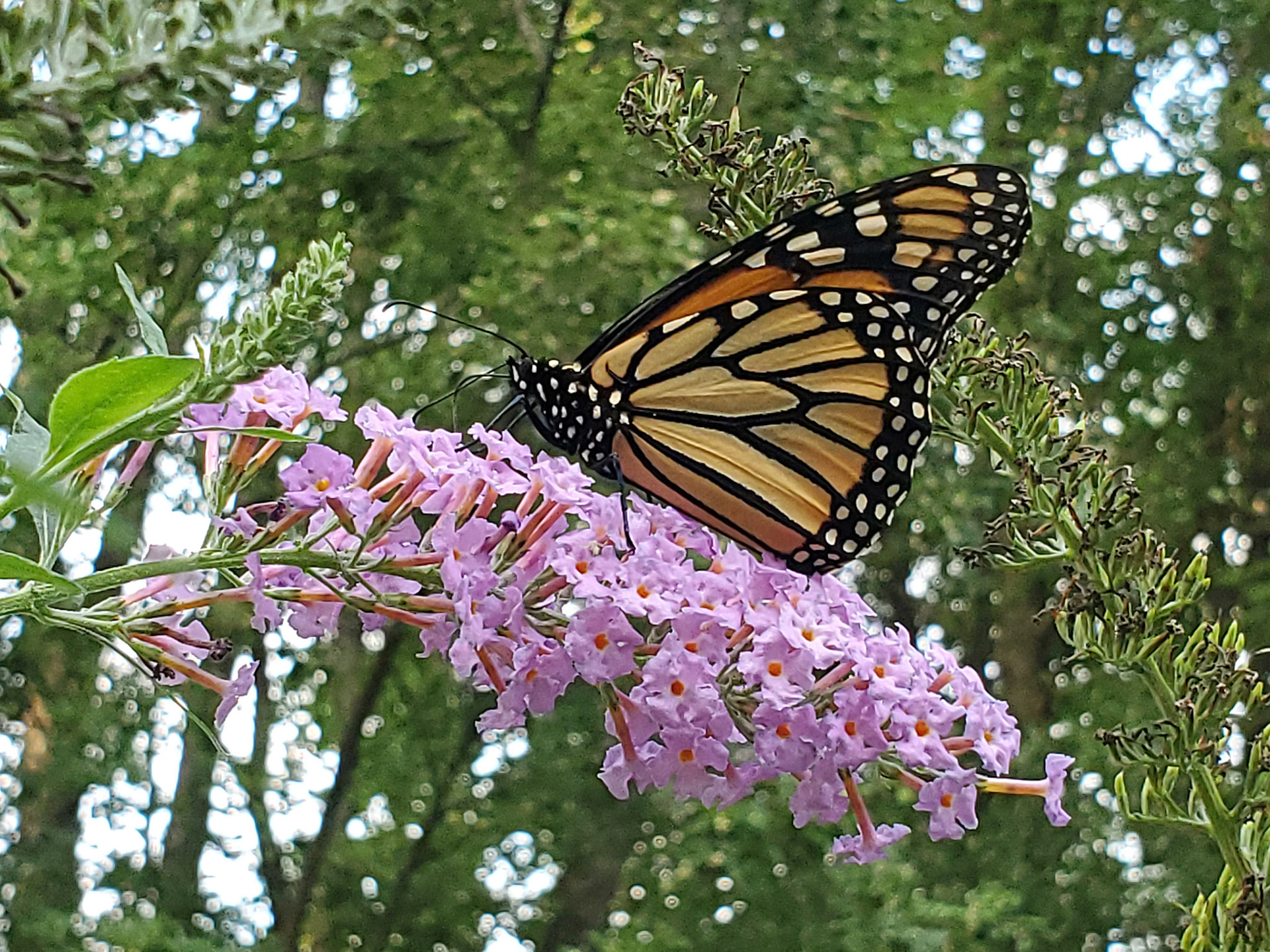 monarch