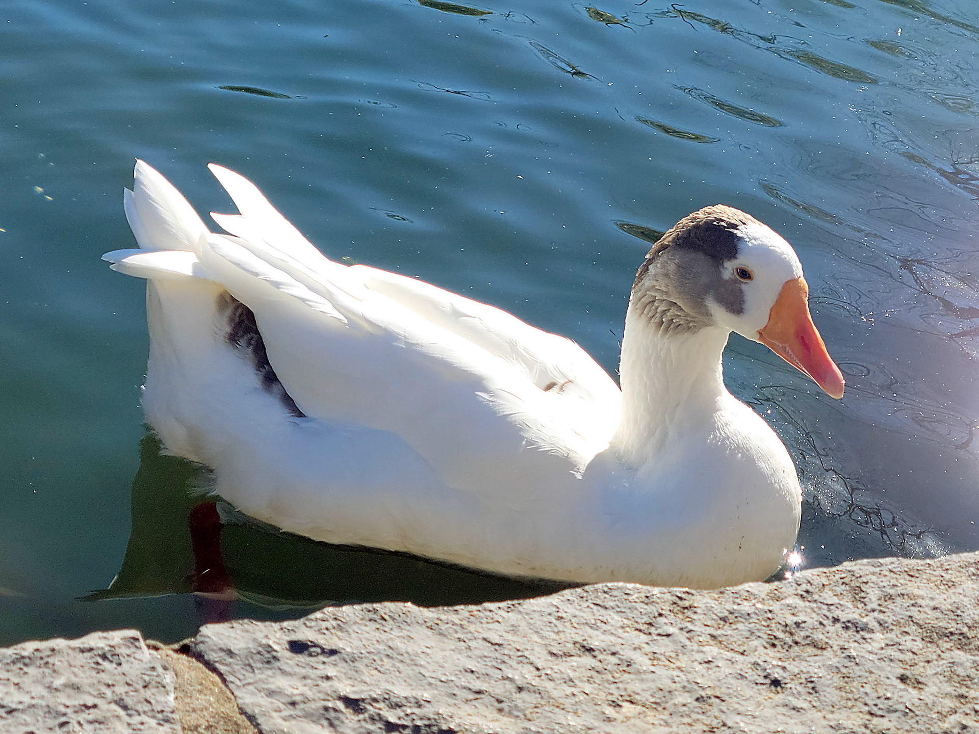 domestic goose