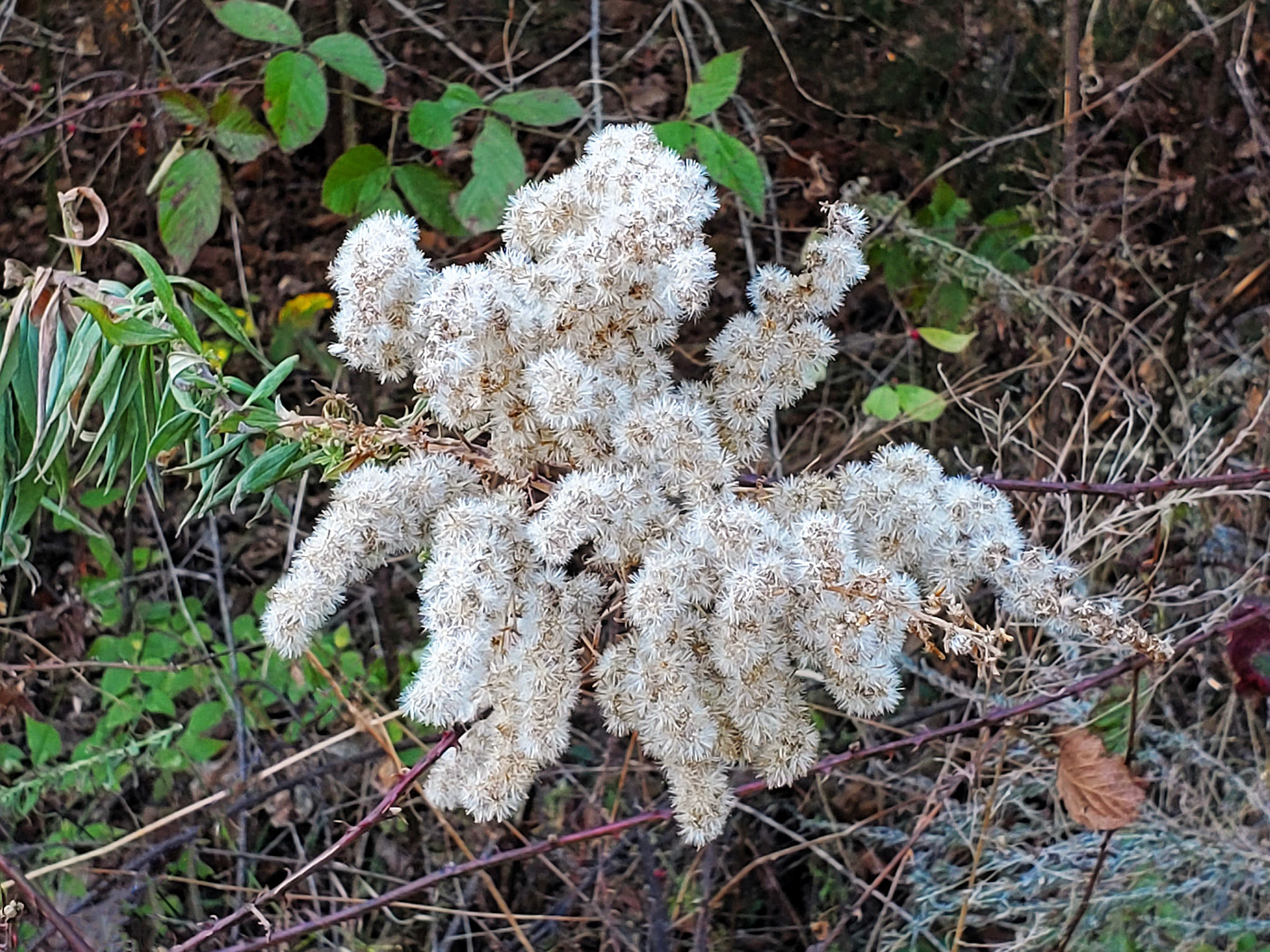 goldenrod
