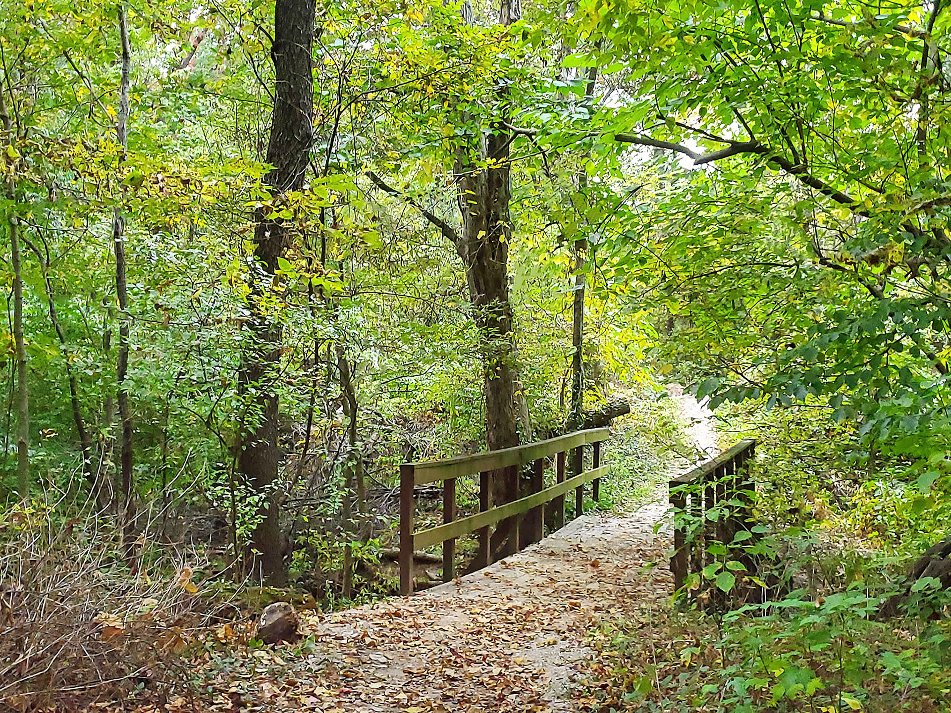 Ruth Park Woods (U City, MO)
