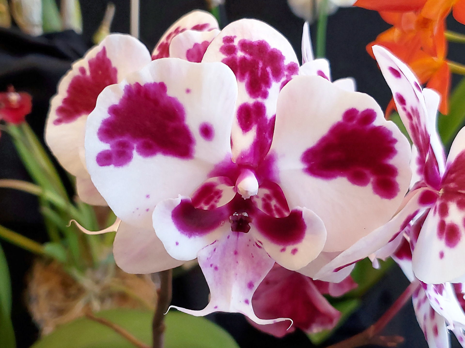 doritaenopsis orchid