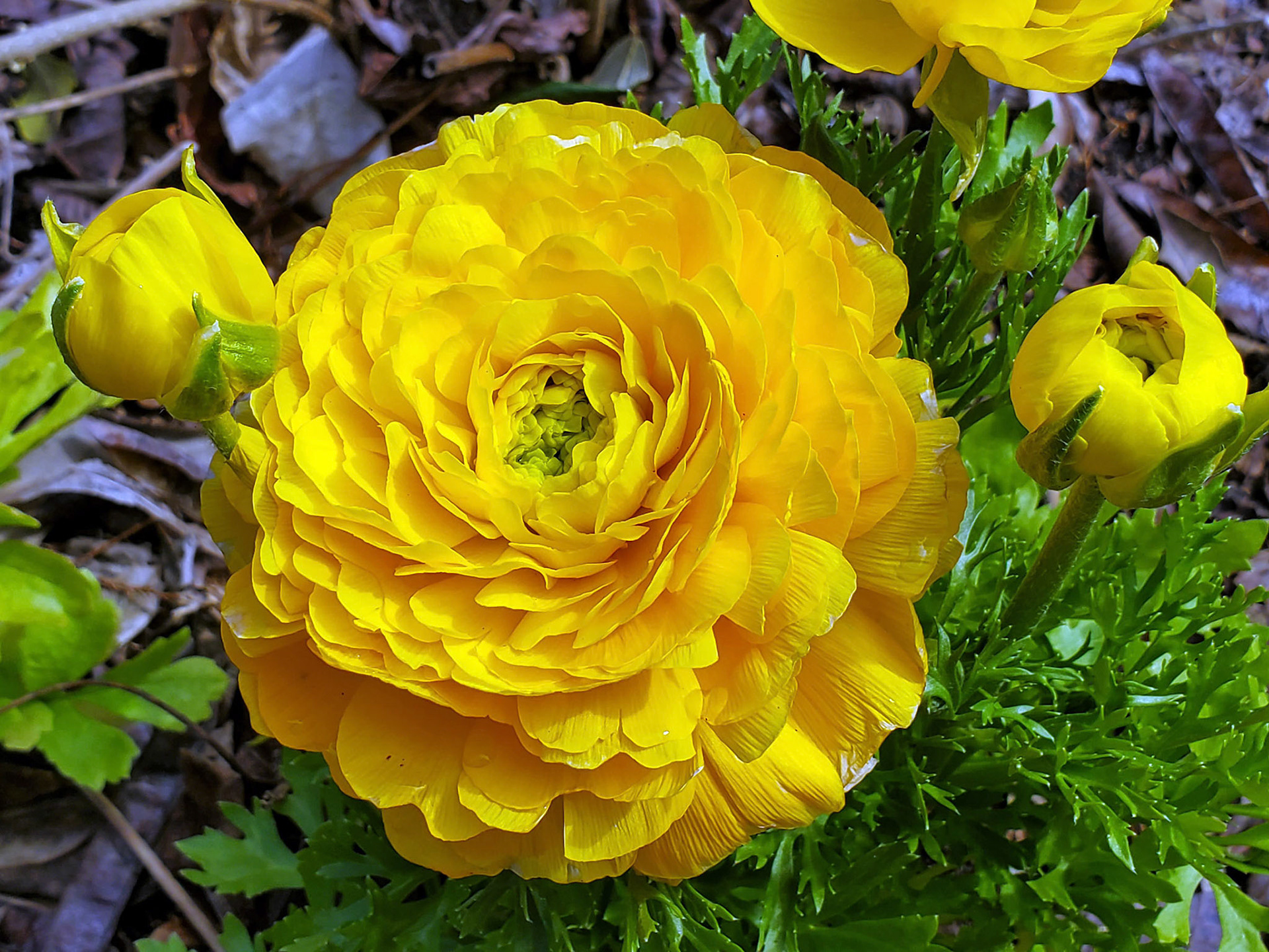 Persian buttercup