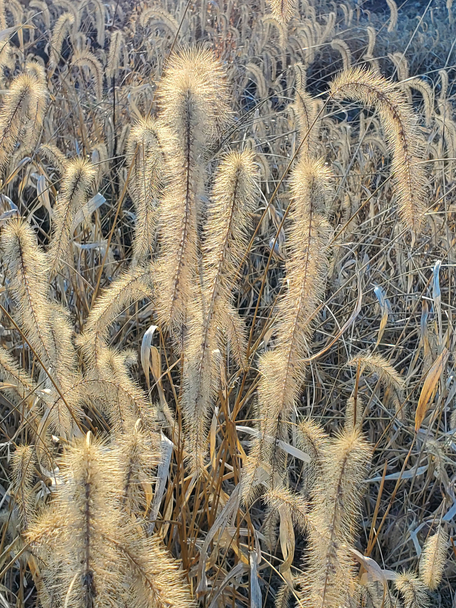 fountain grass