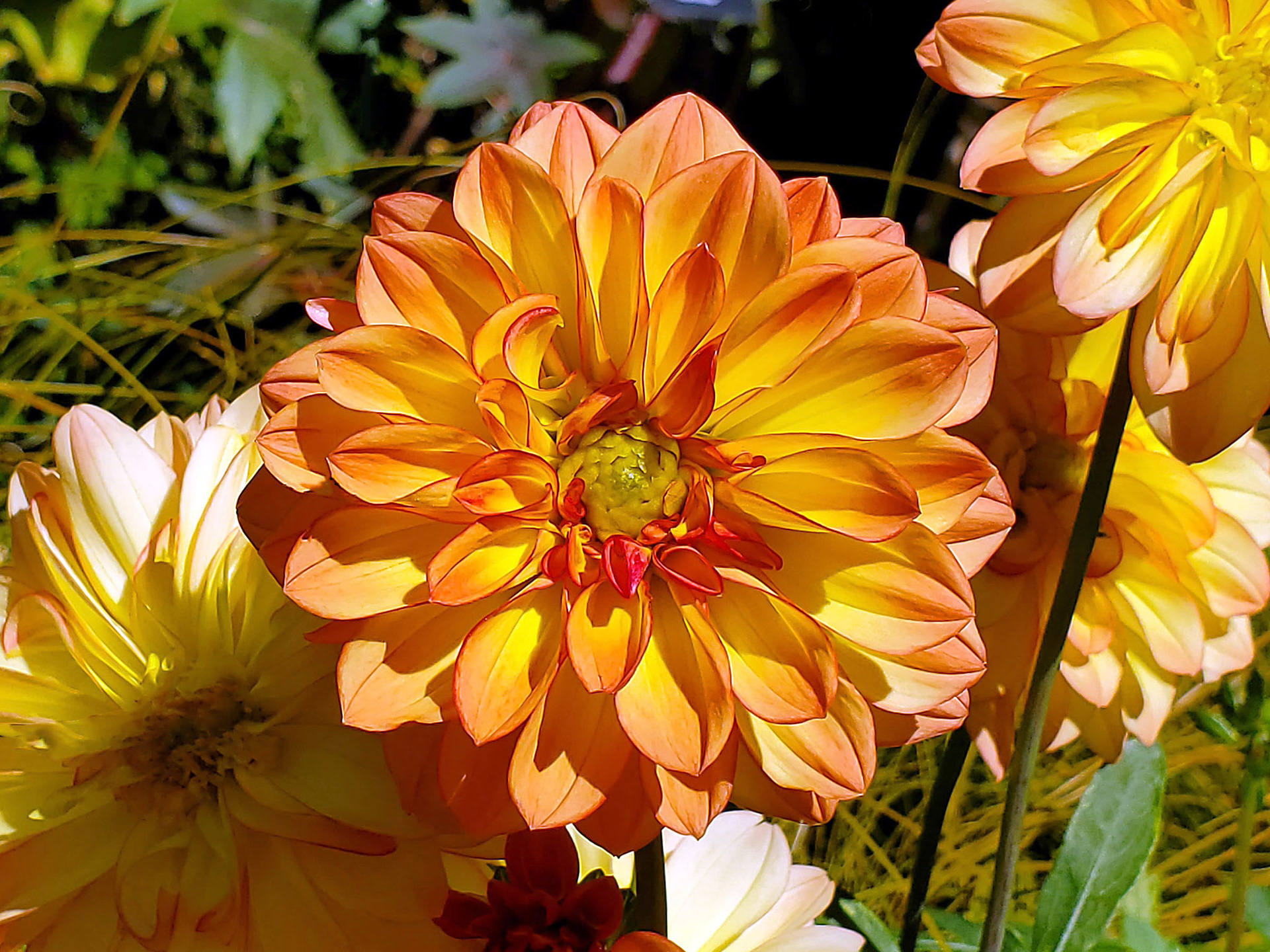 dahlia