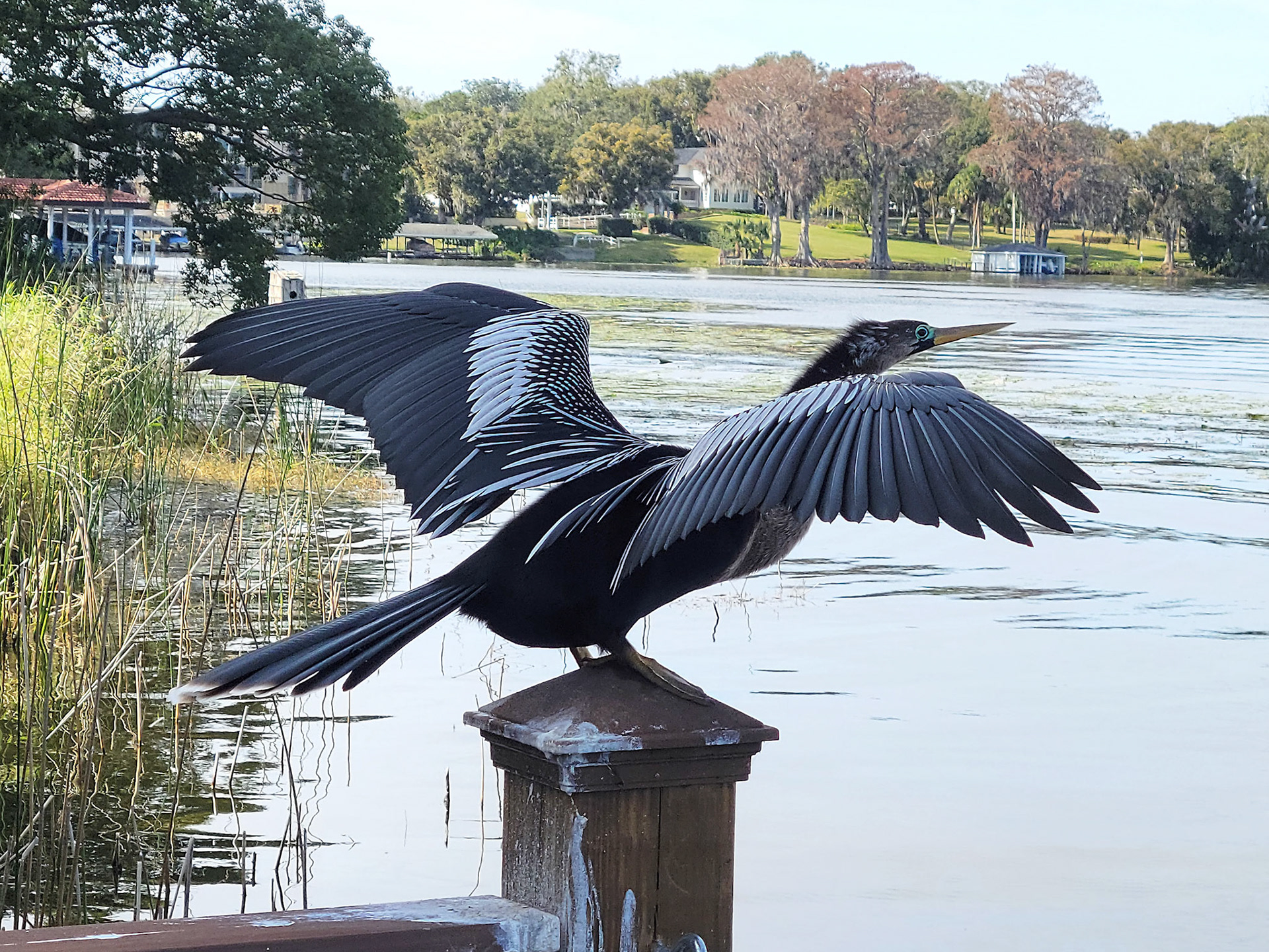 snakebird (anhinga)