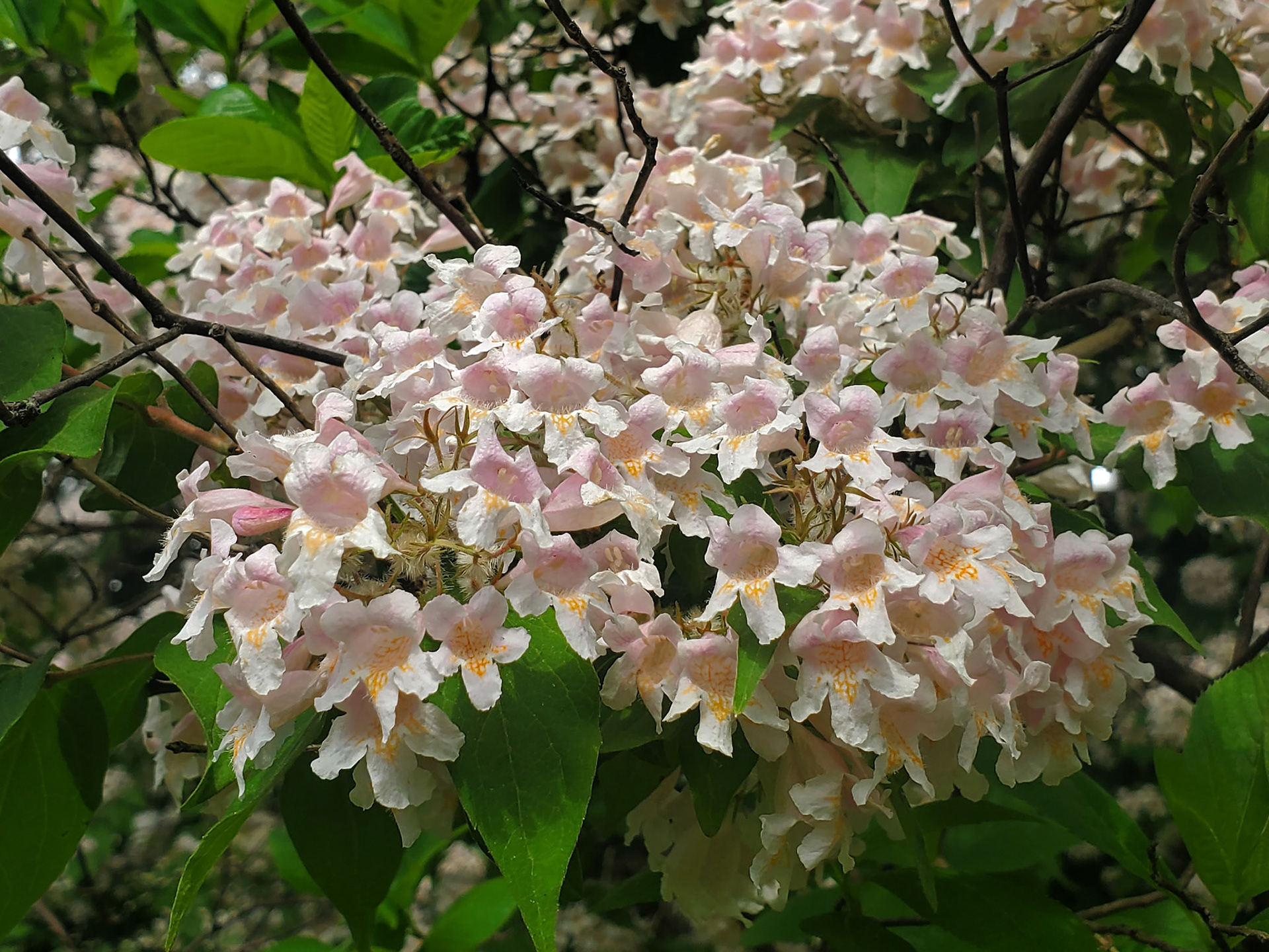 beautybush