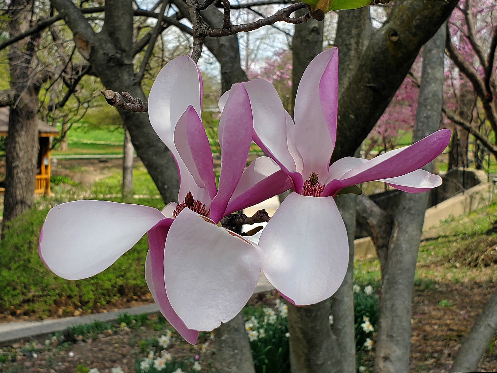 magnolia