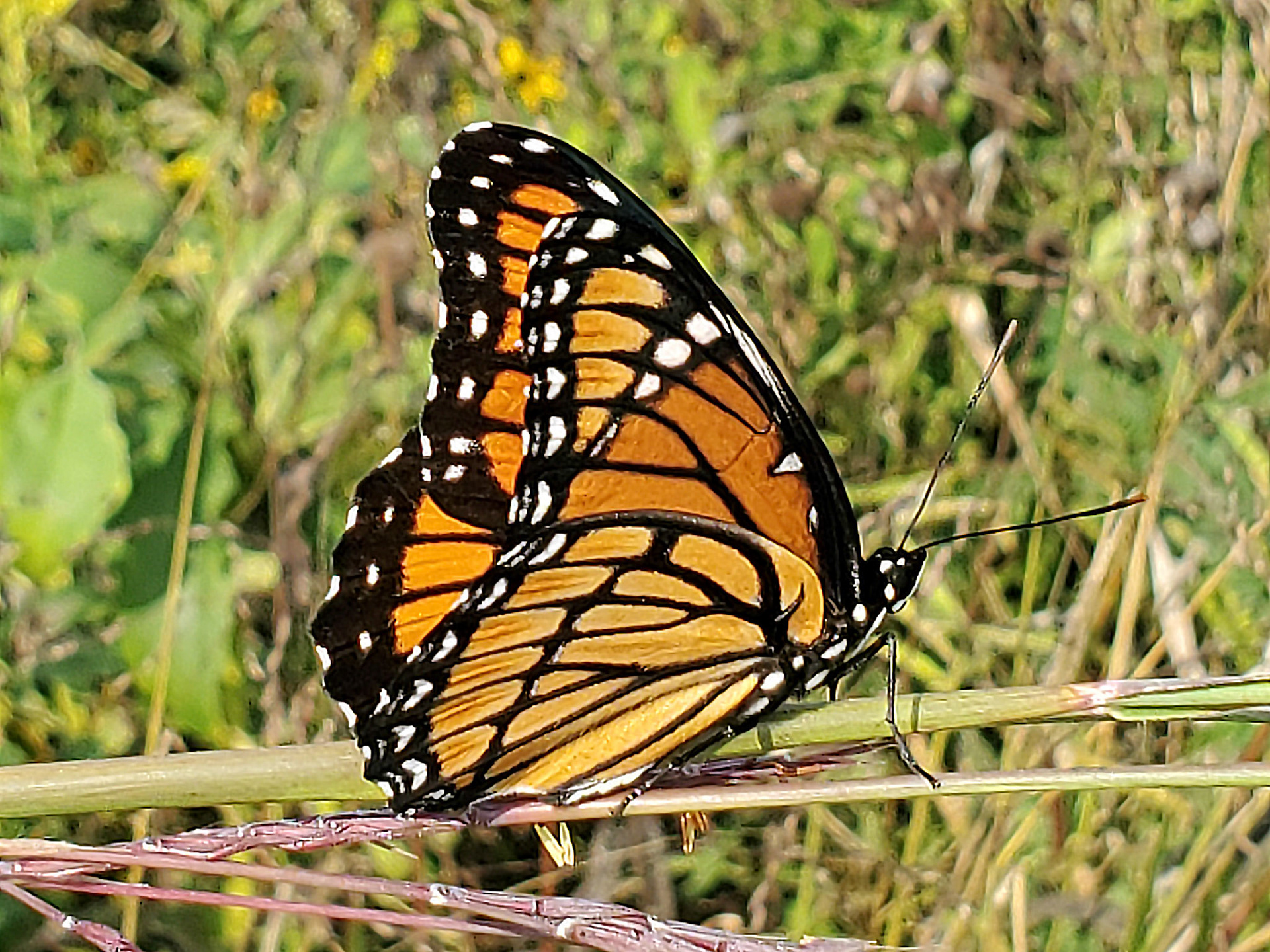 viceroy