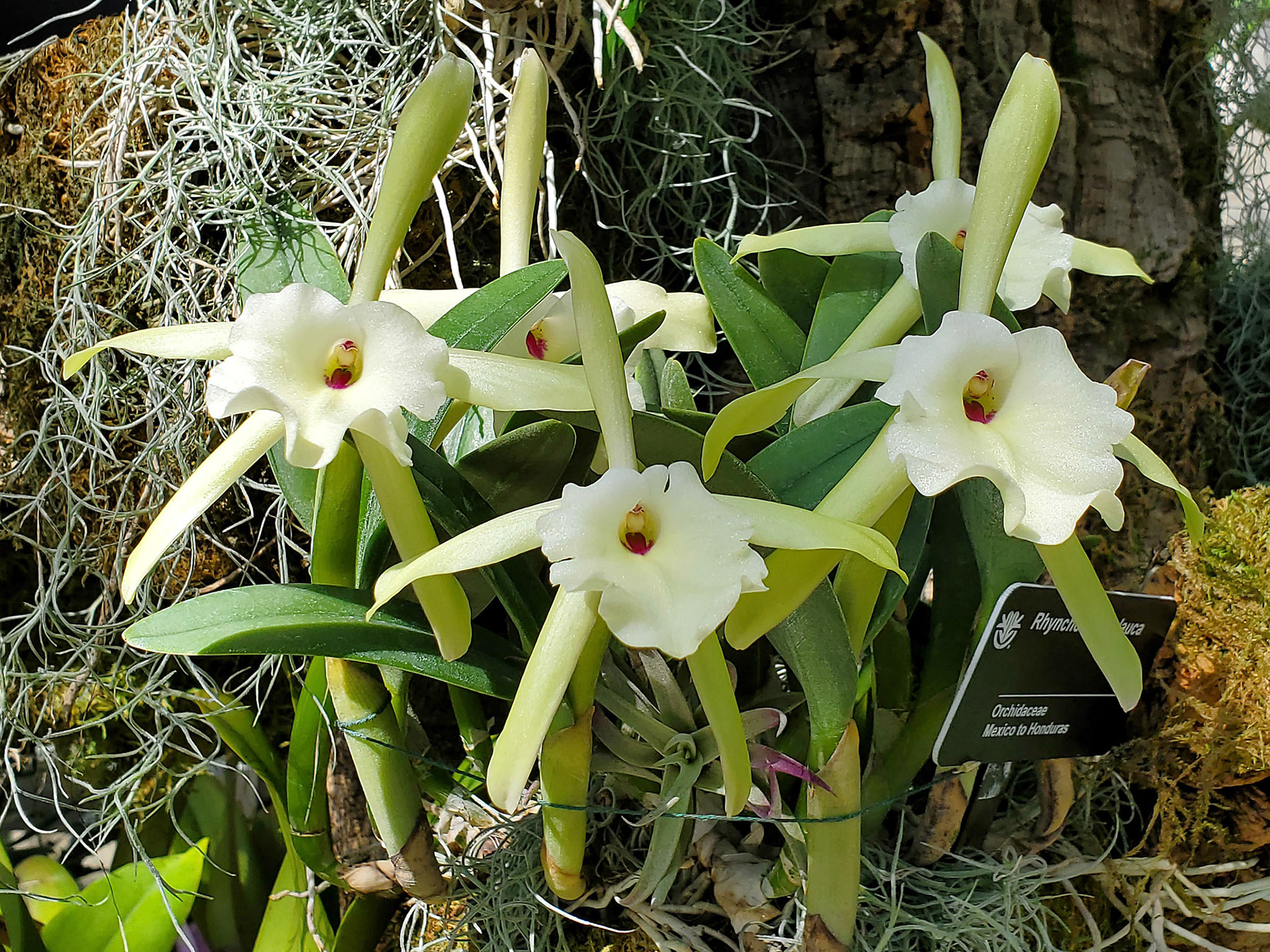 Brassavola glauca