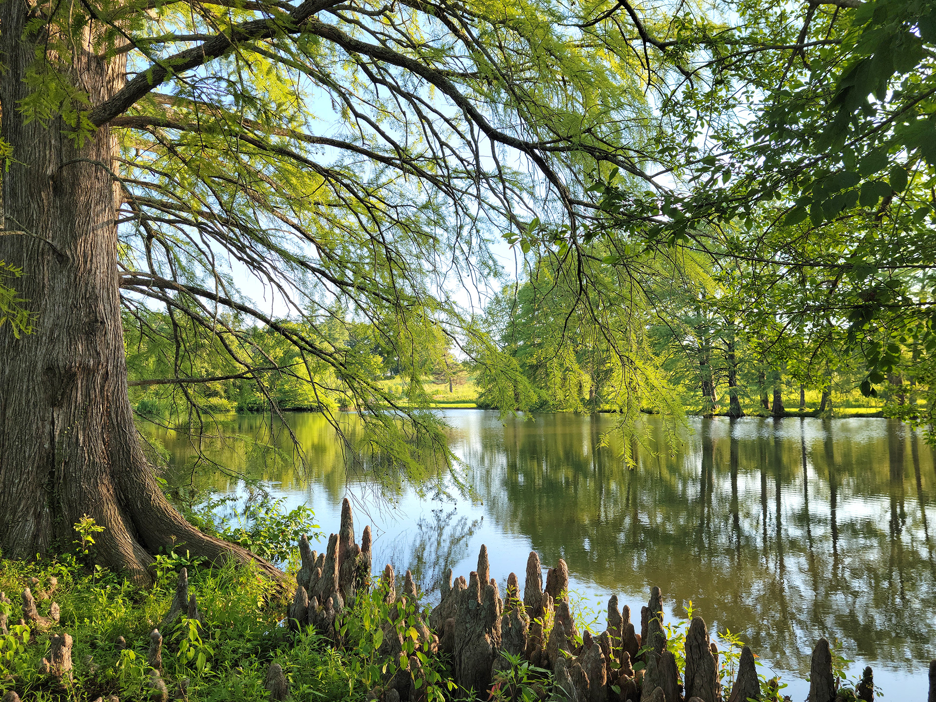 Shaw Nature Reserve (Pacific, MO)