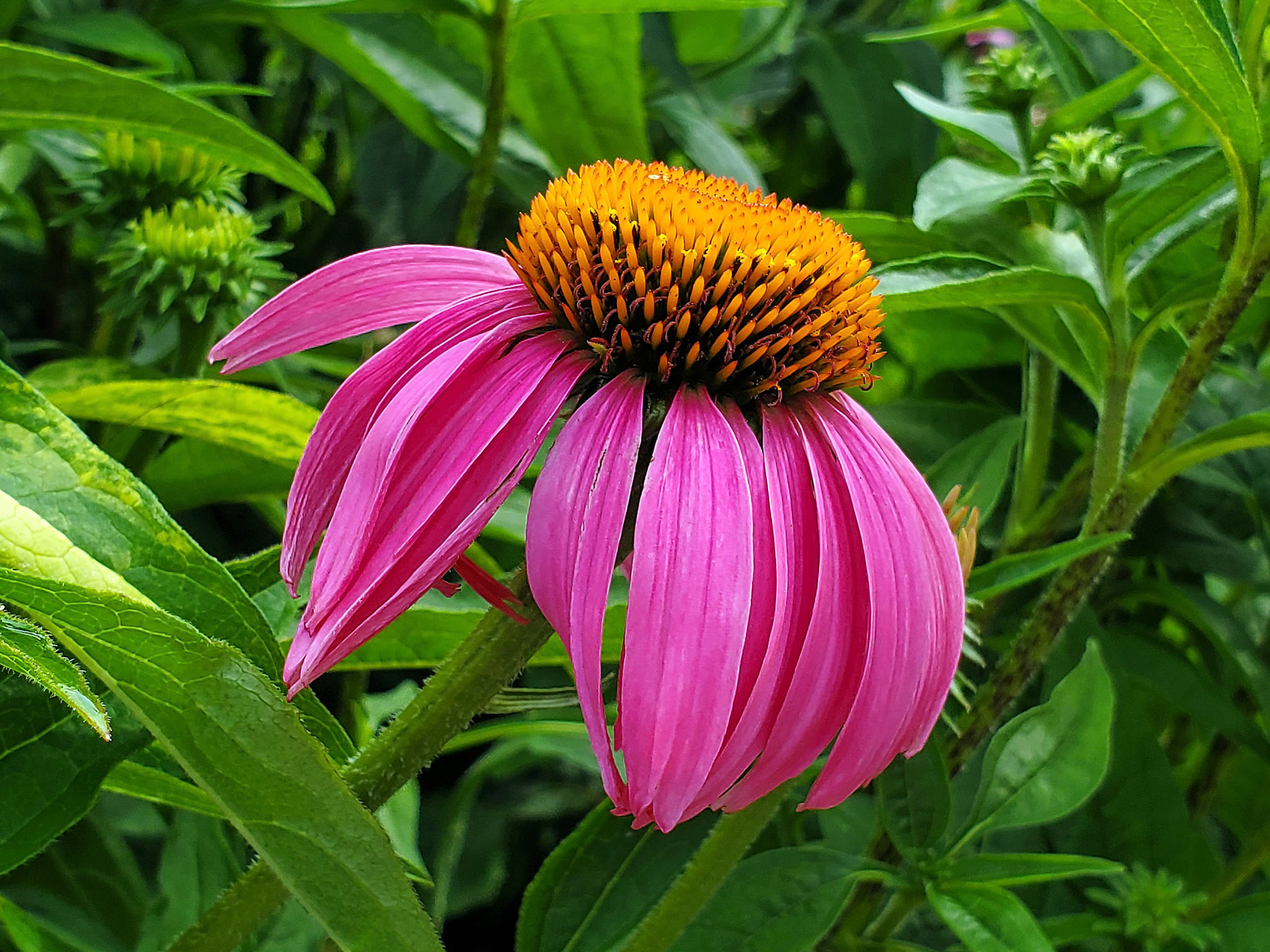 coneflower (echinacea)