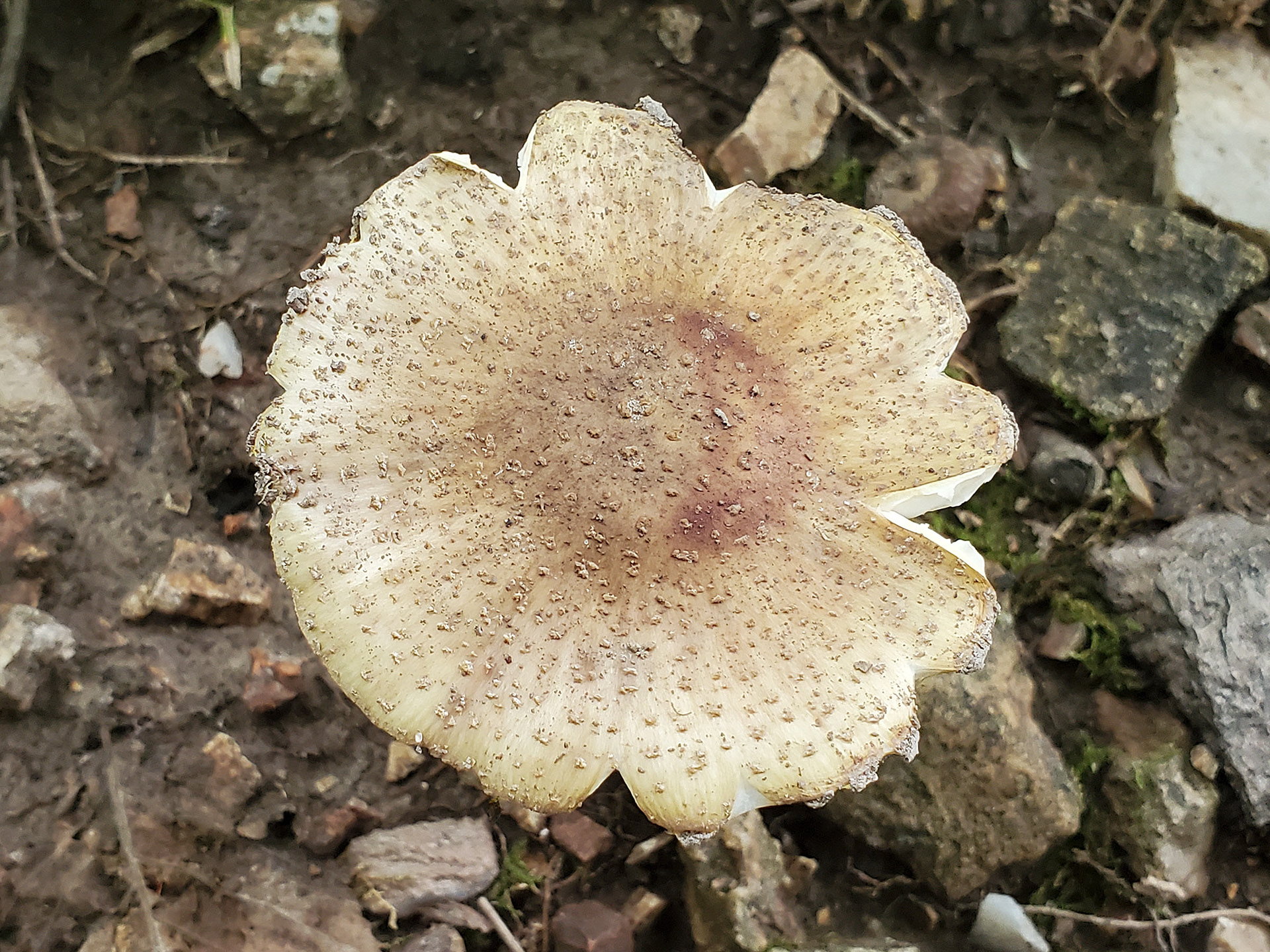 termite mushroom