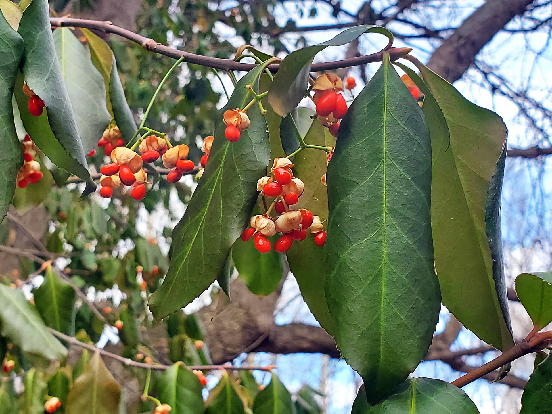Japanese spindle