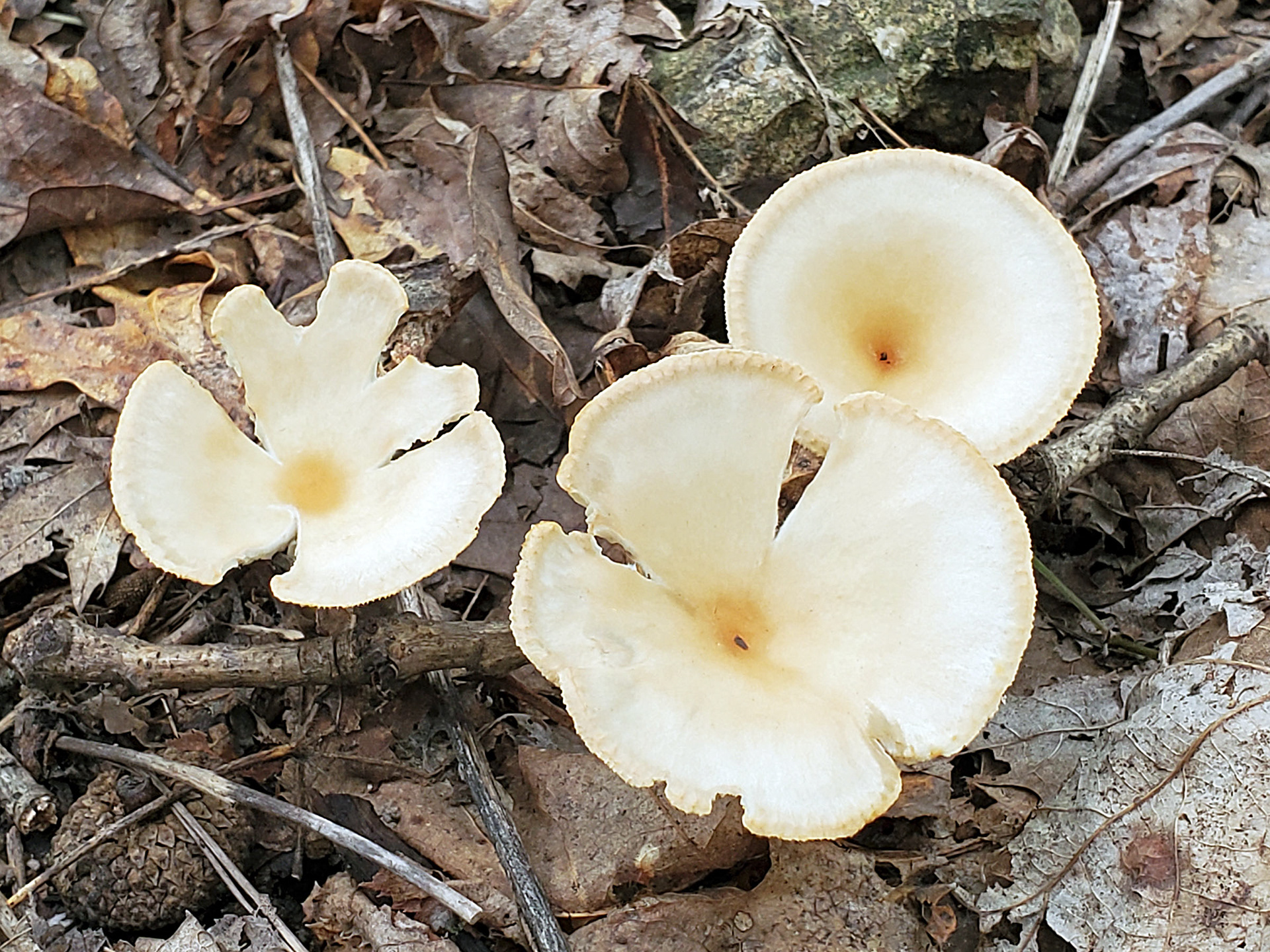 fragrant funnel