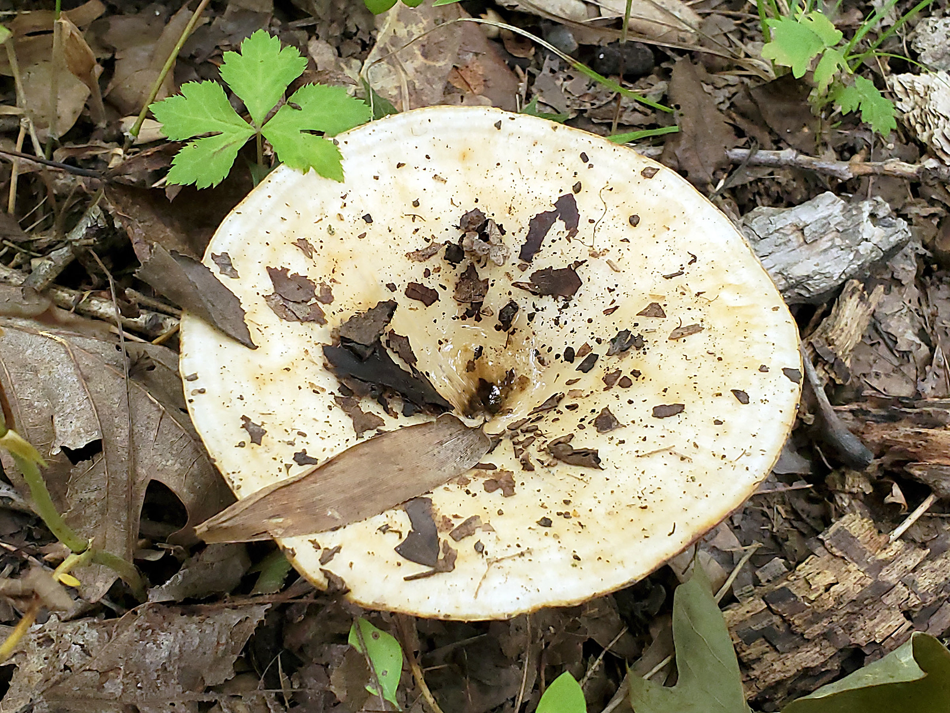 fleecy milkcap