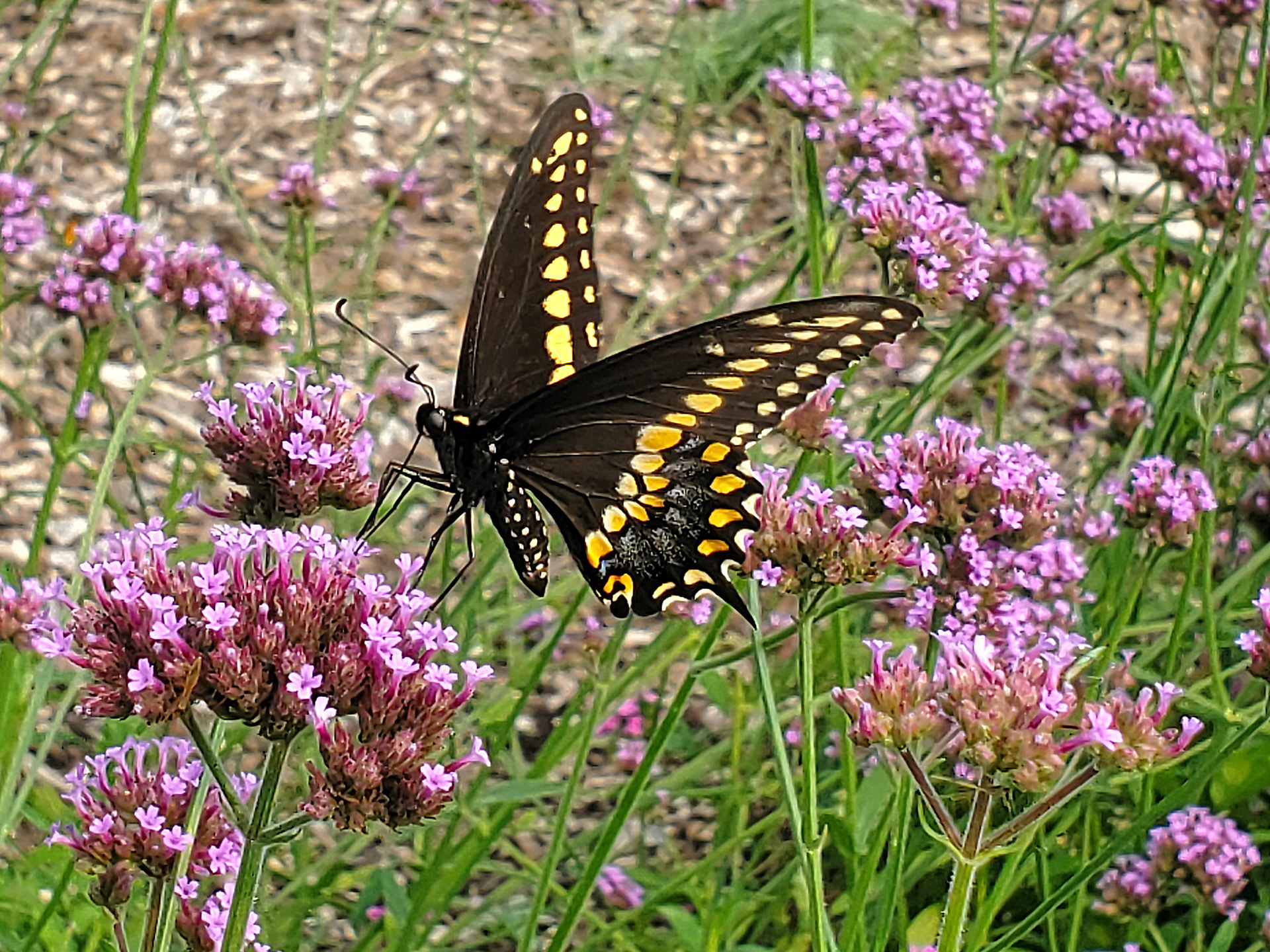 black swallowtail