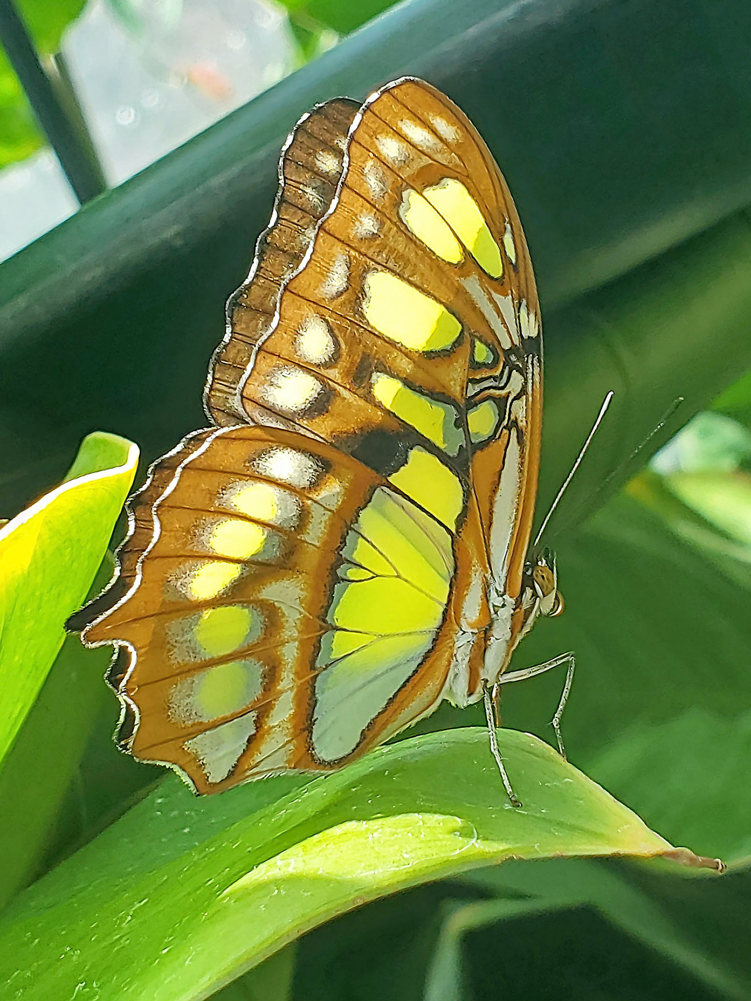 Costa Rica swallowtail
