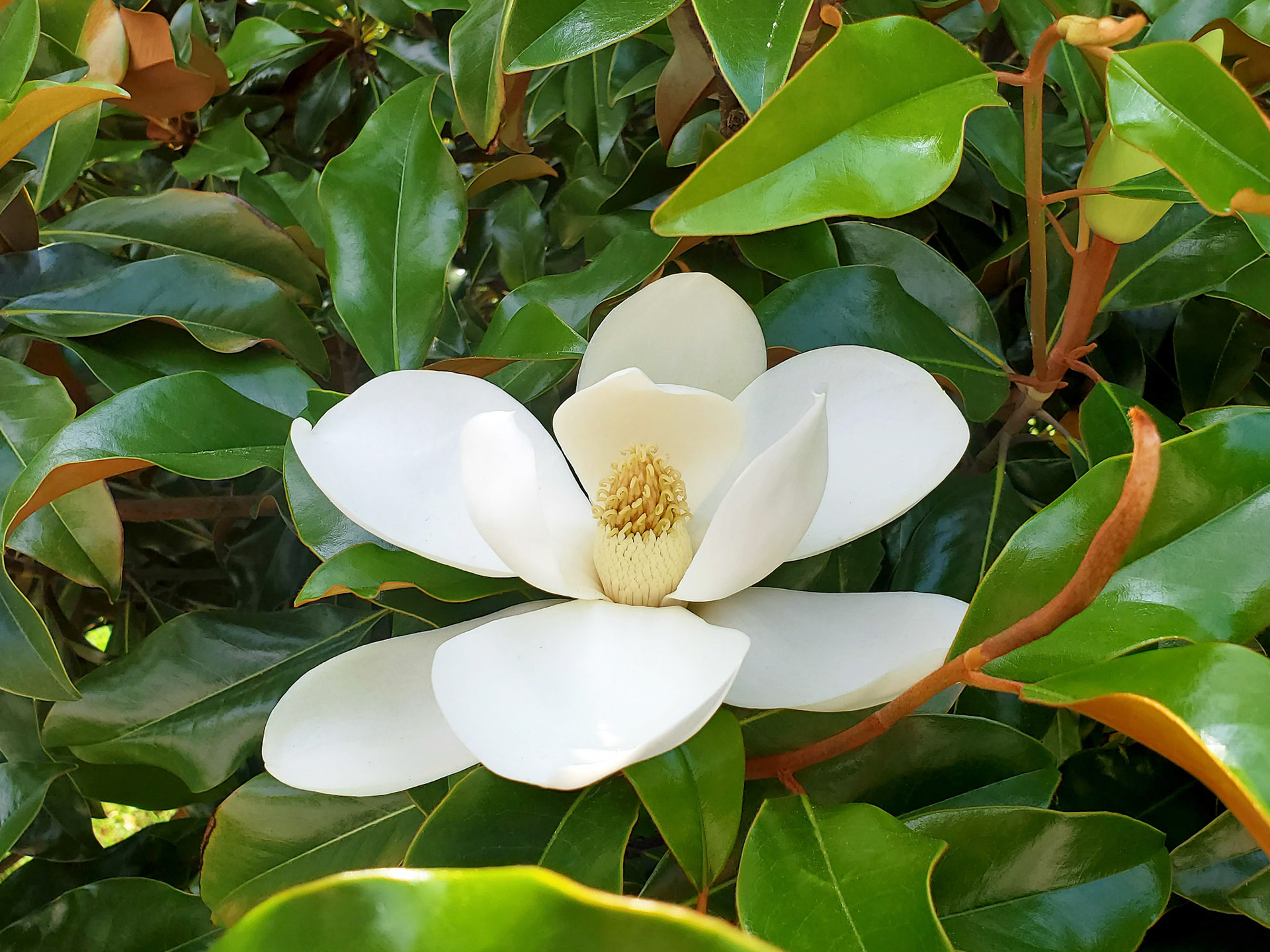 Southern magnolia