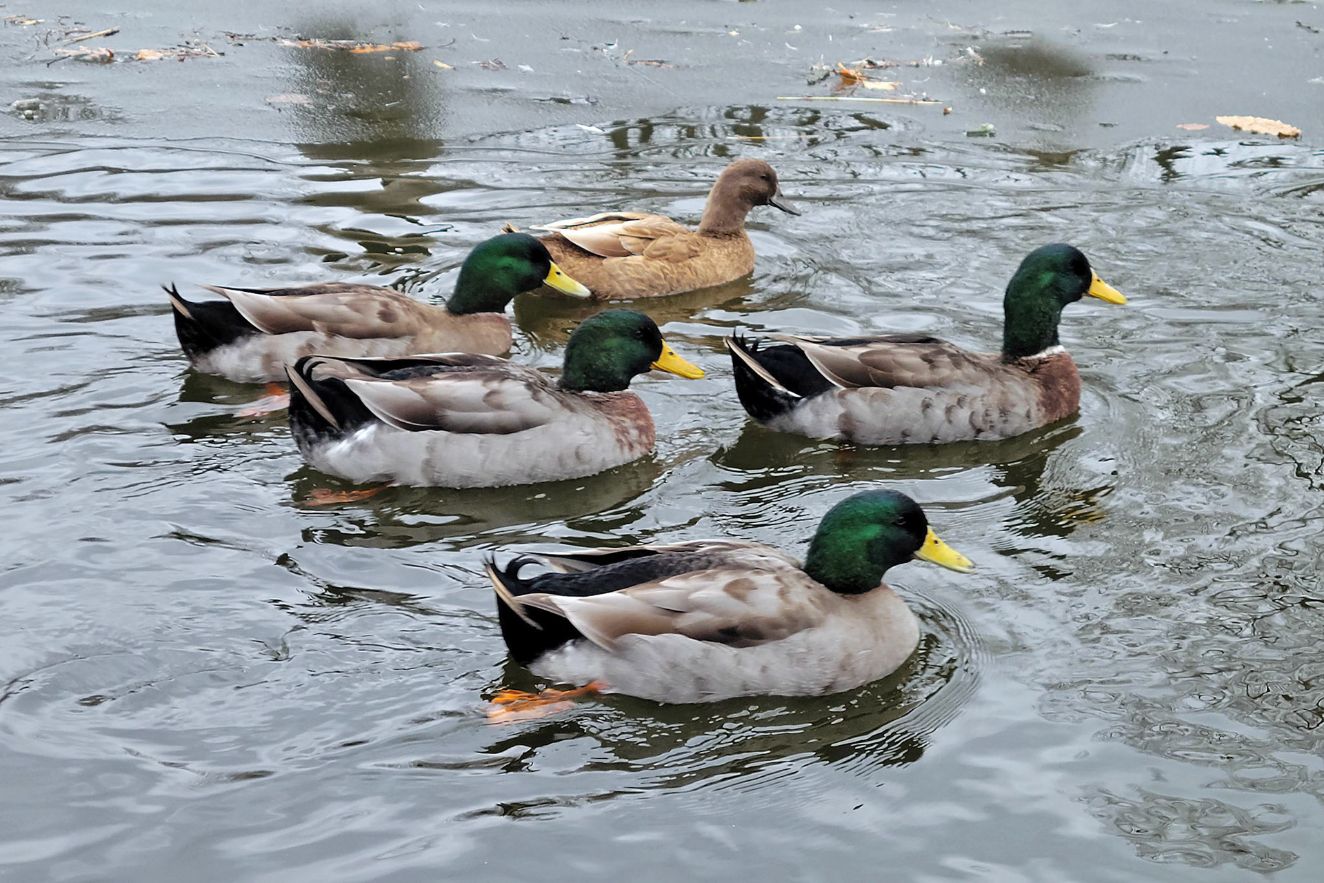 mallard ducks