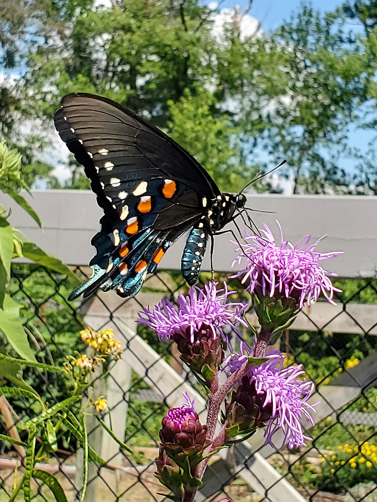 California pipevine swallowtail