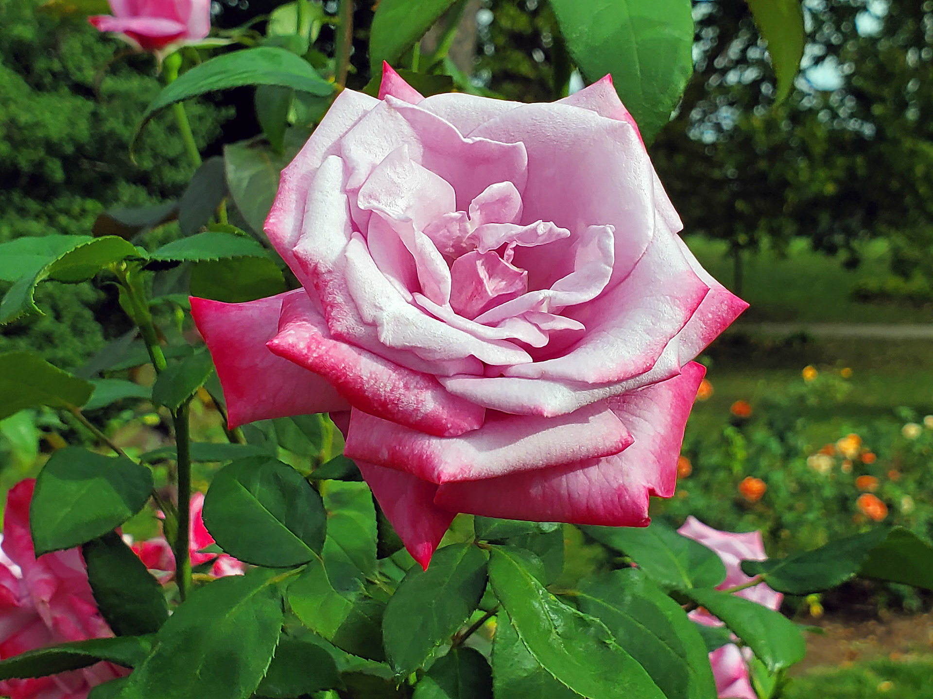 hybrid tea rose