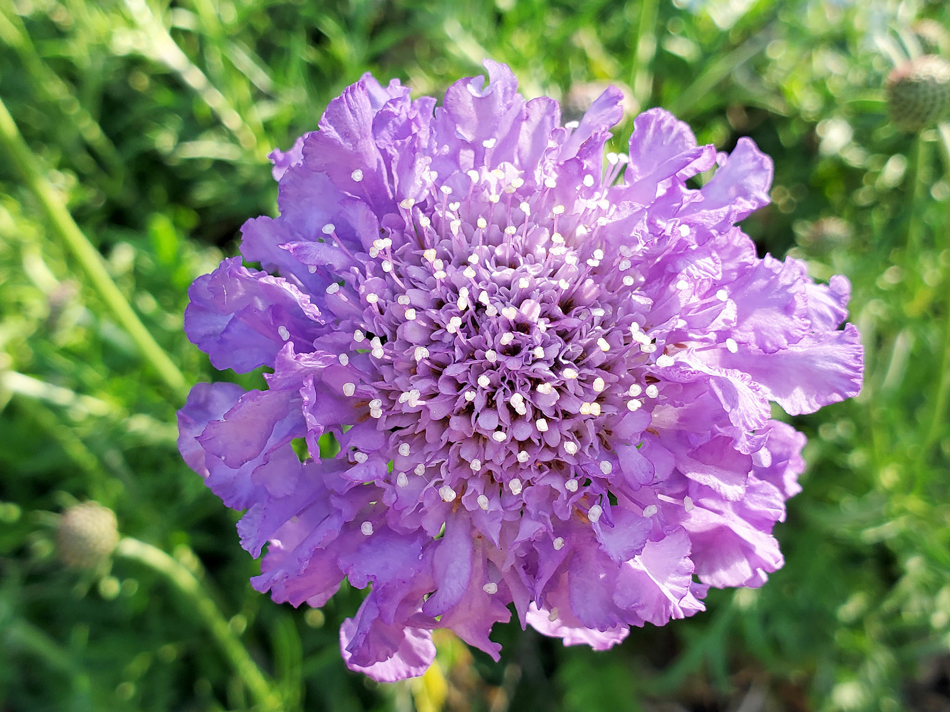 pincushion flower