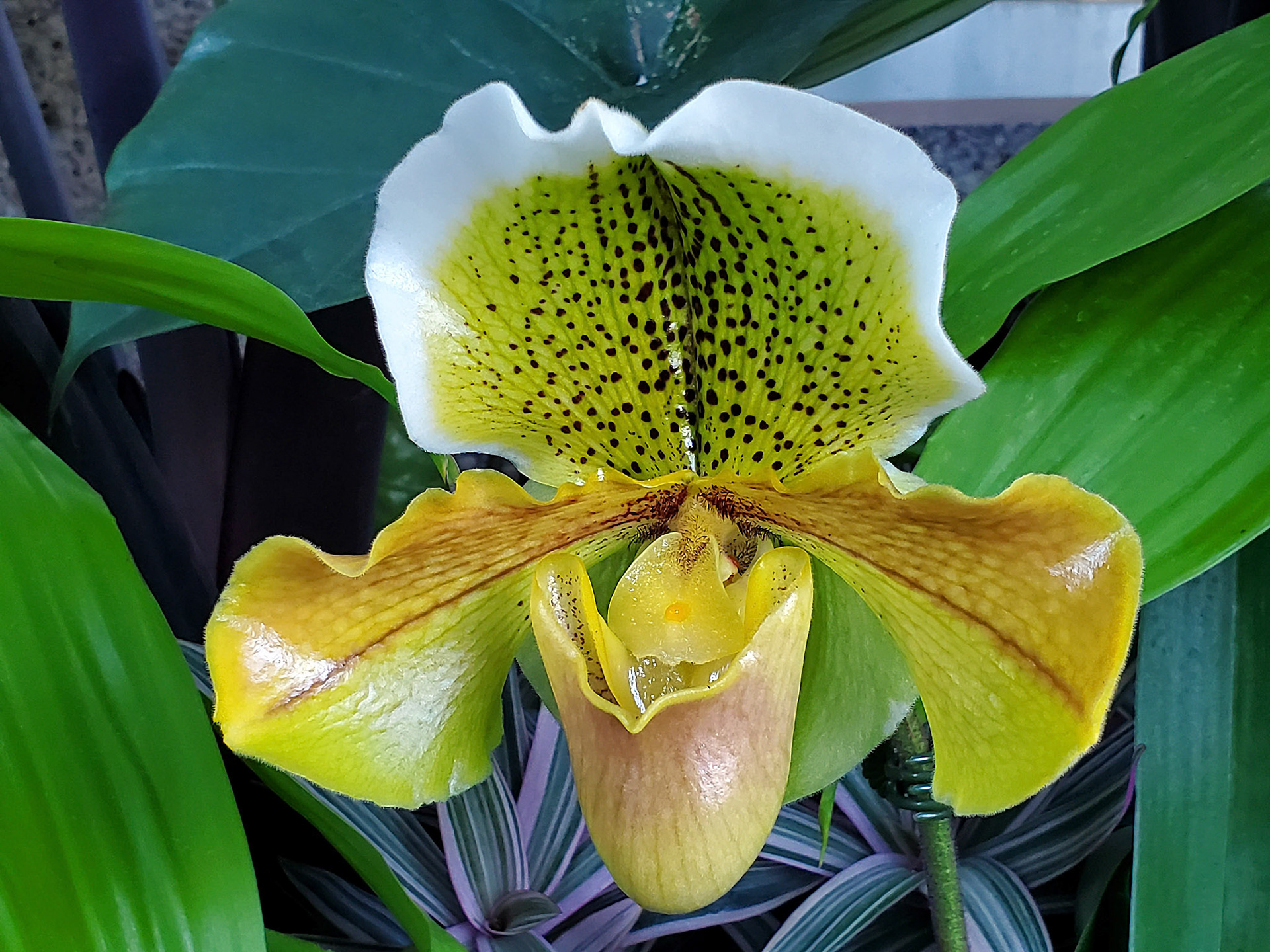 splendid paphiopedilum