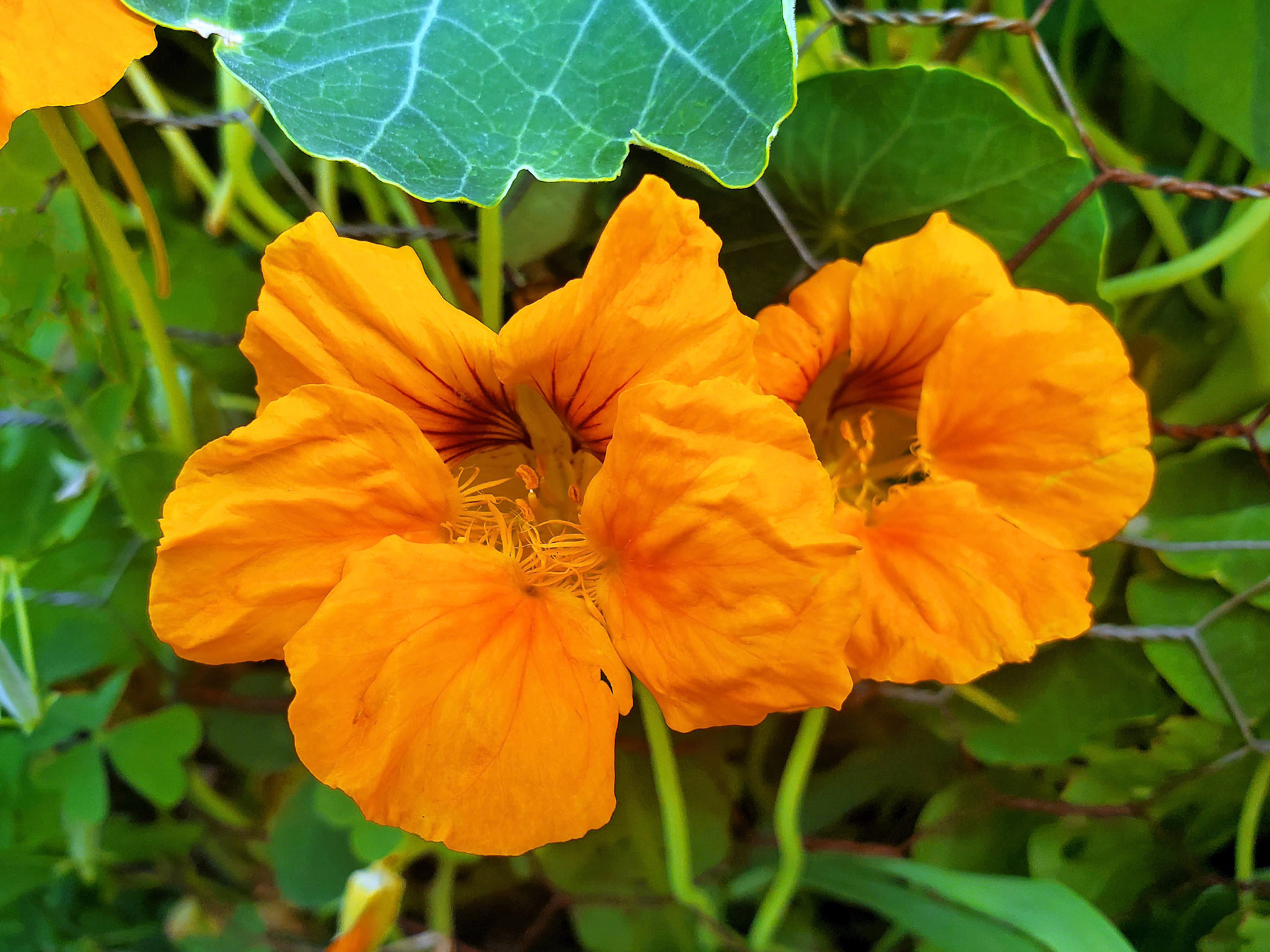 nasturtiums