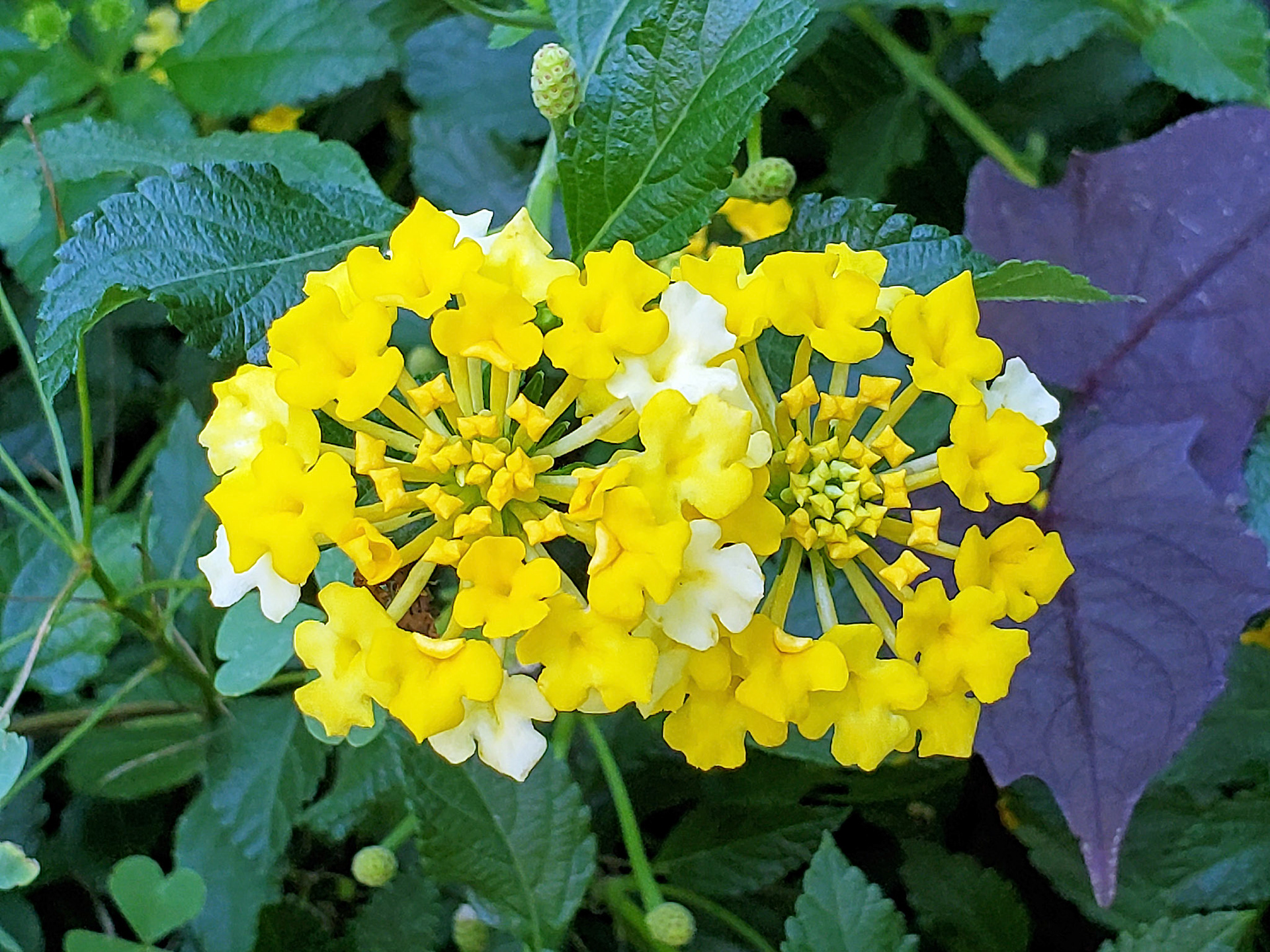 lantana