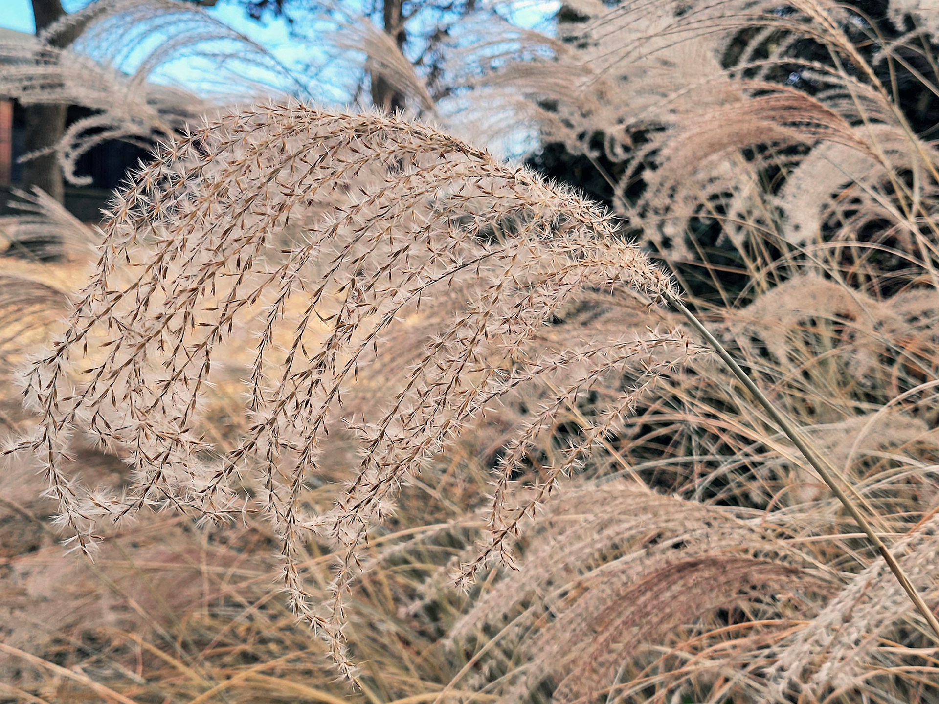 Japanese silvergrass