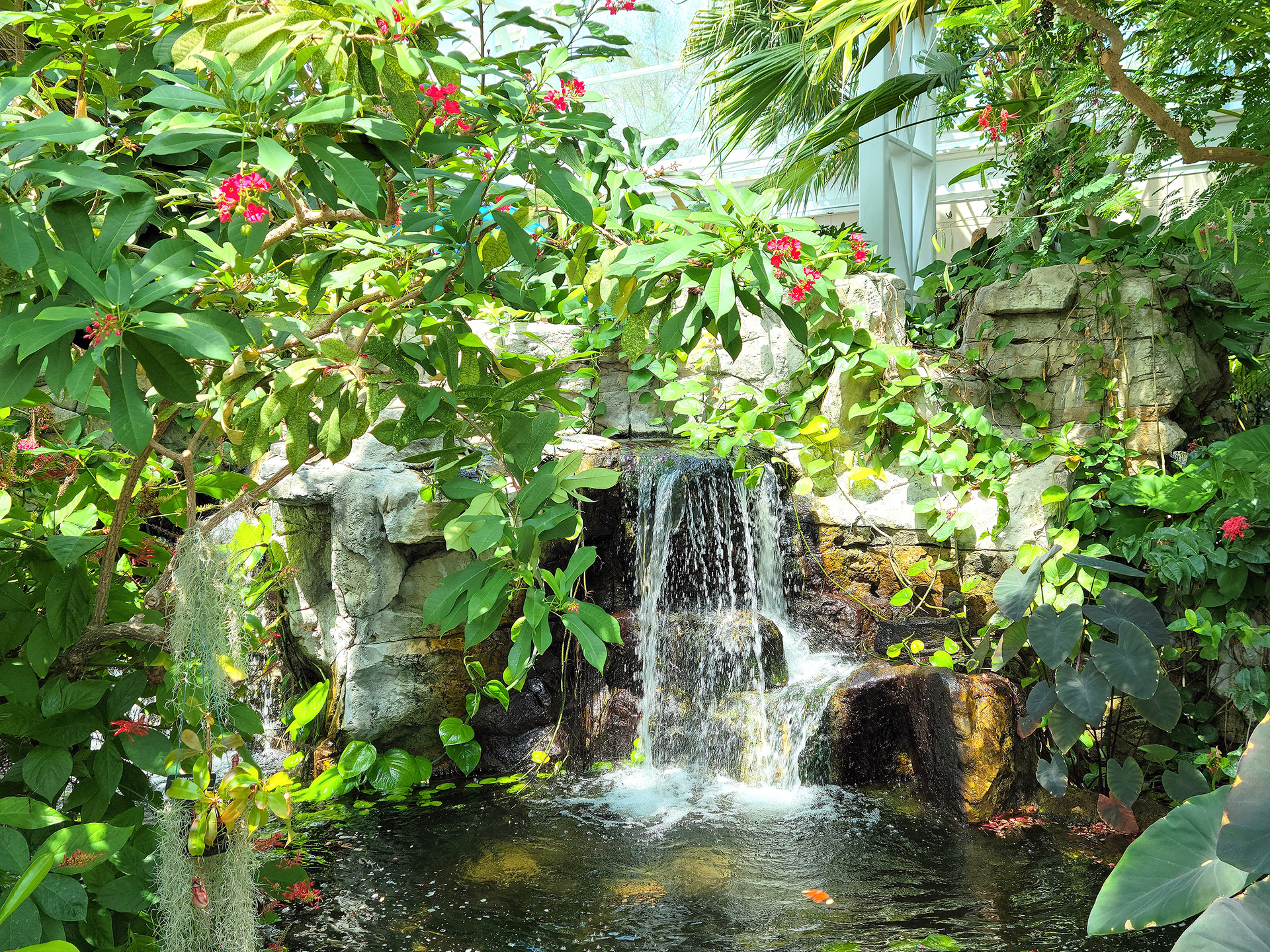 Sophia M Sachs Butterfly House (Chesterfield, MO)