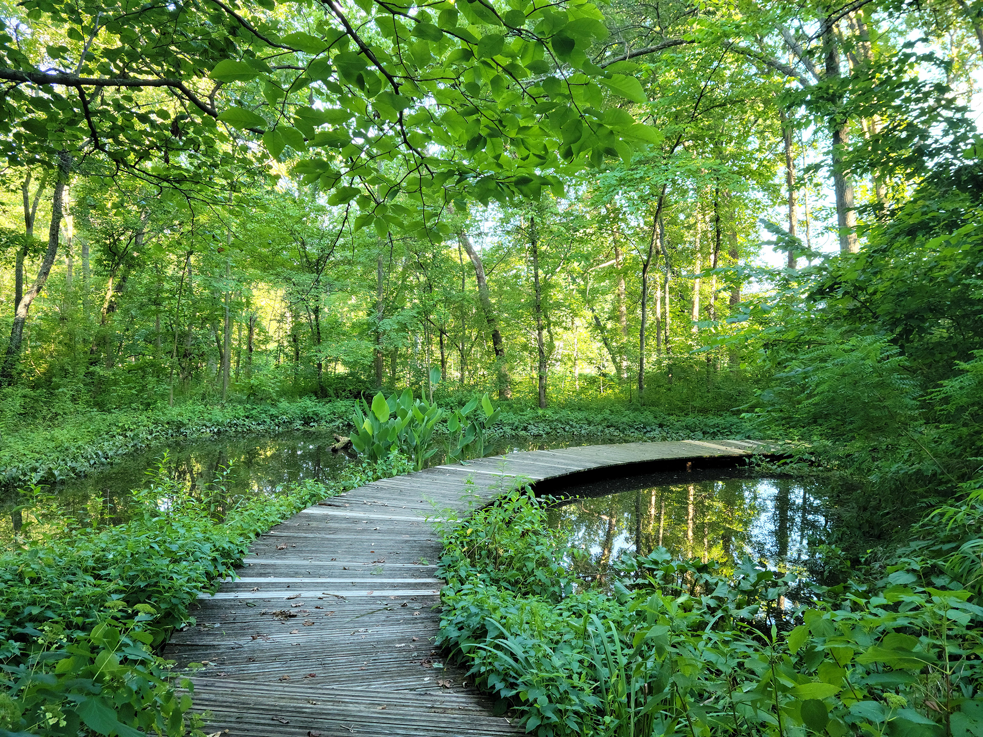 Shaw Nature Reserve (Pacific, MO)