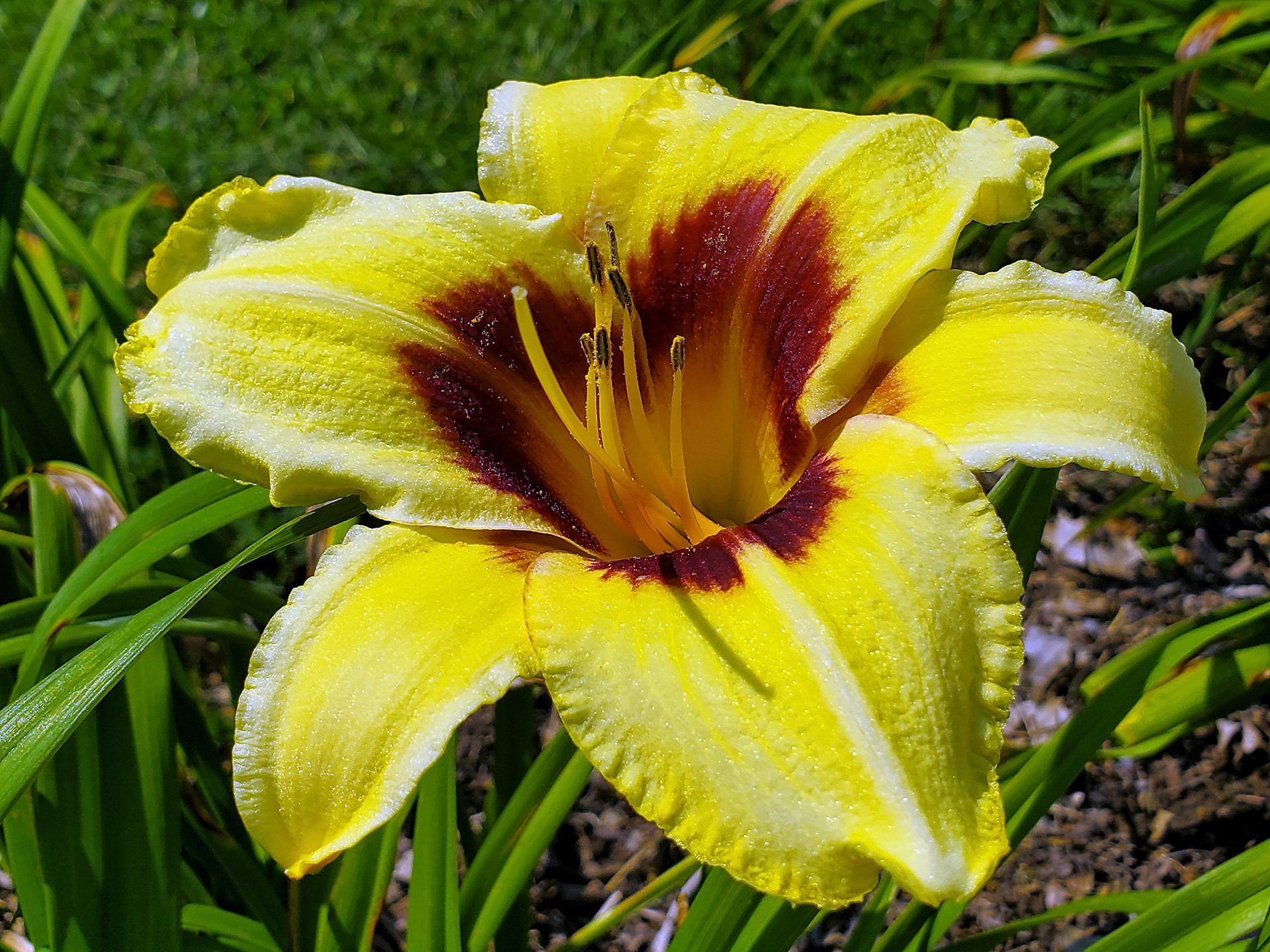daylily (Don Stevens)