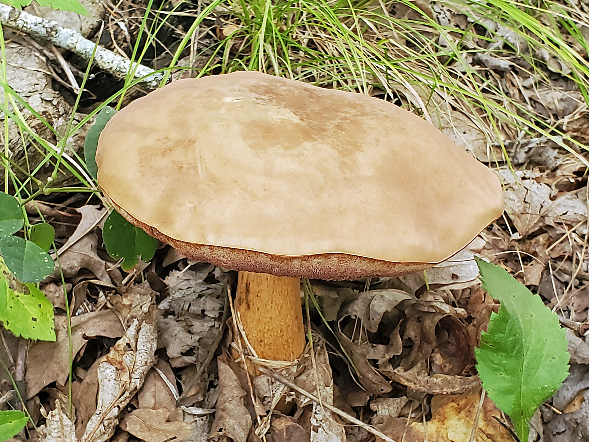 boletus