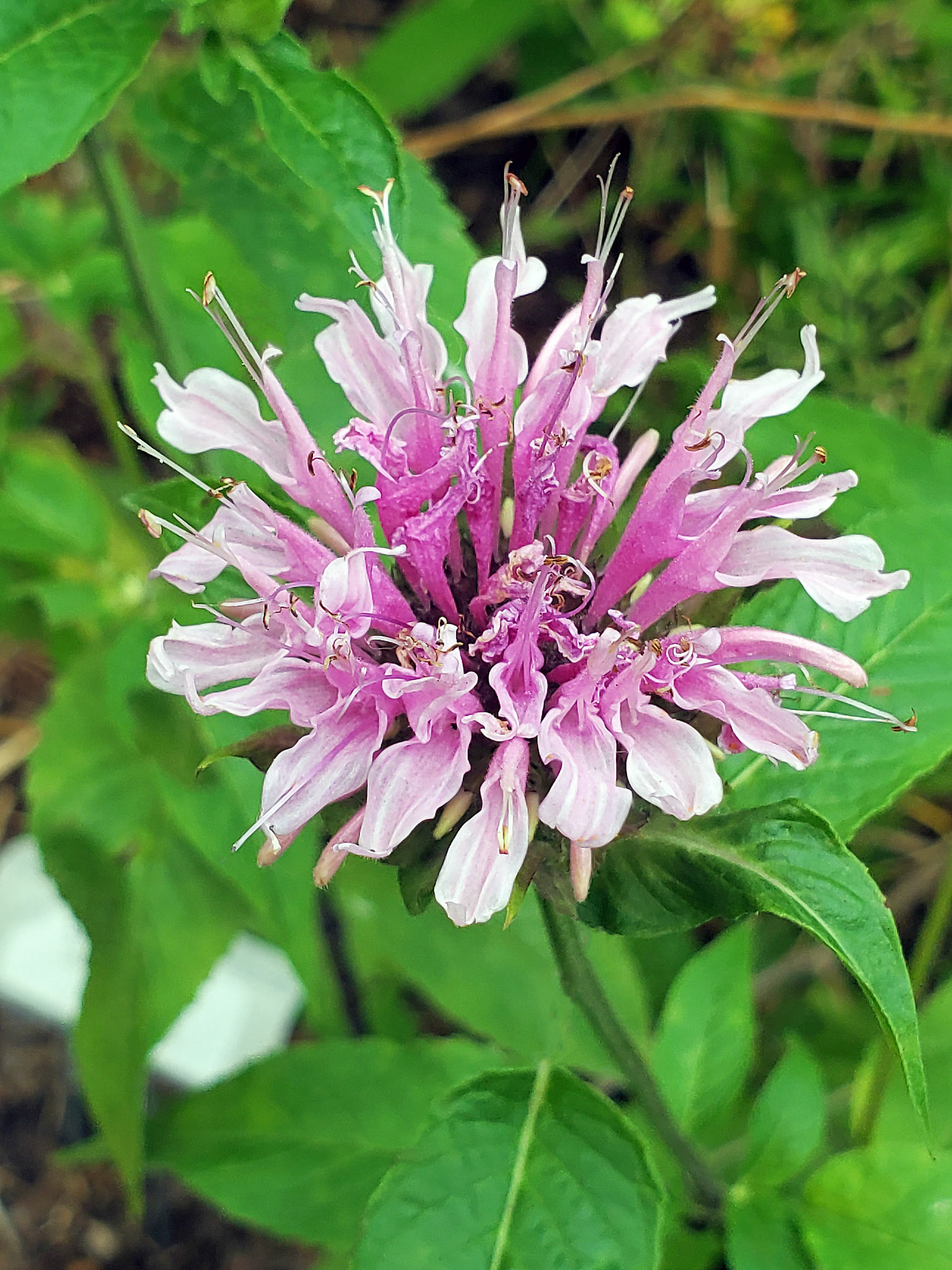 bee balm