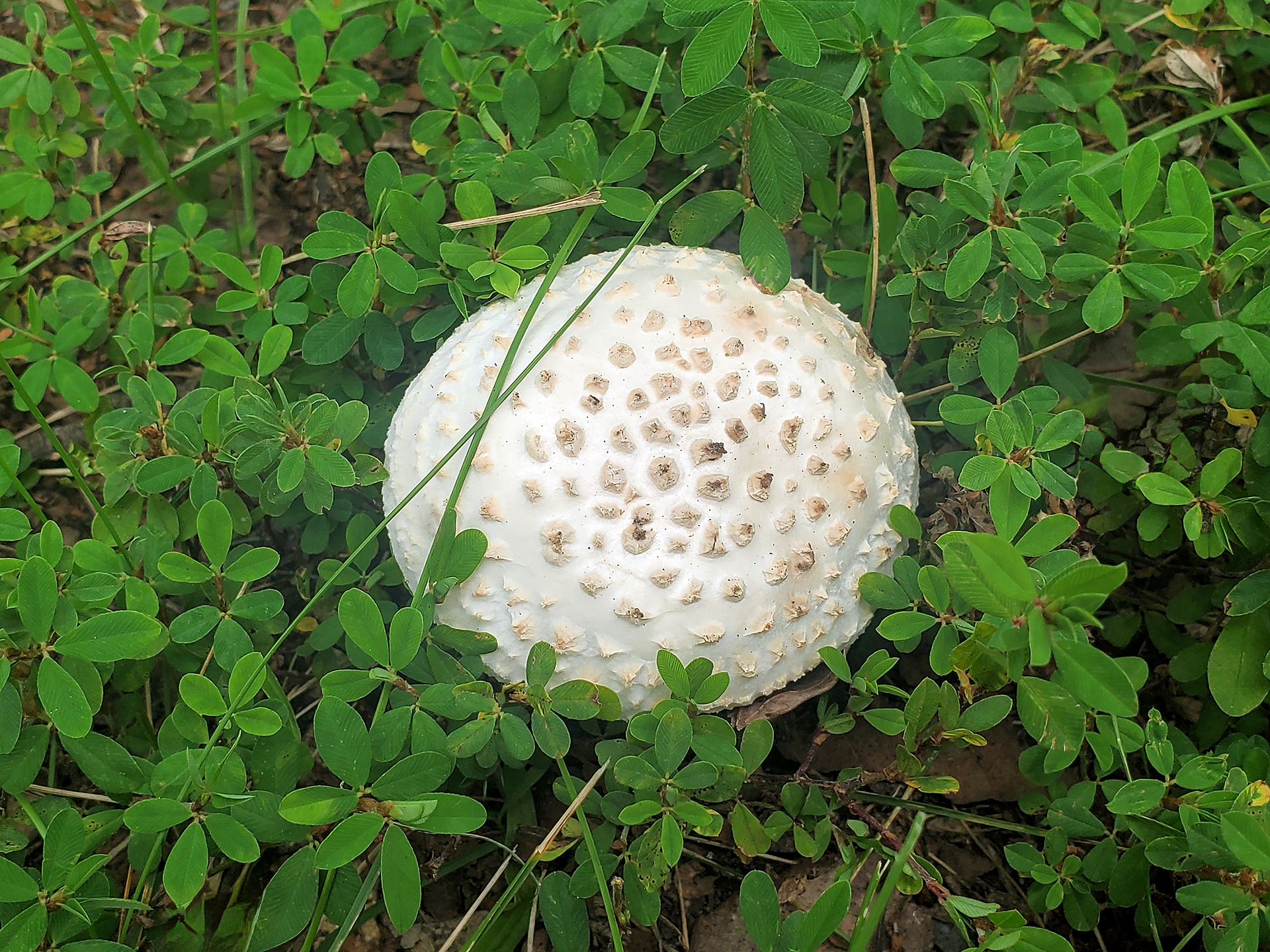 solitary amanita
