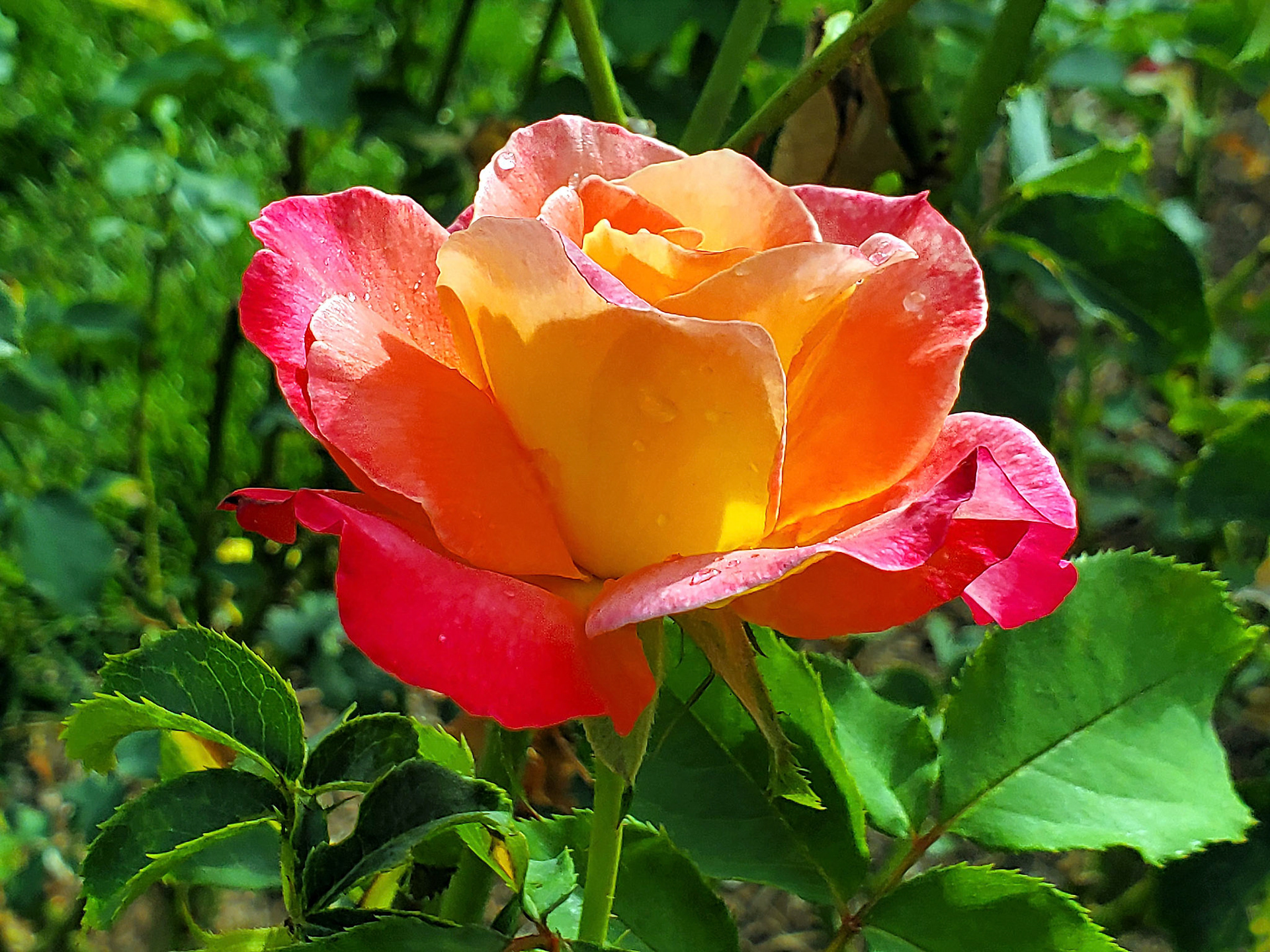 hybrid tea rose