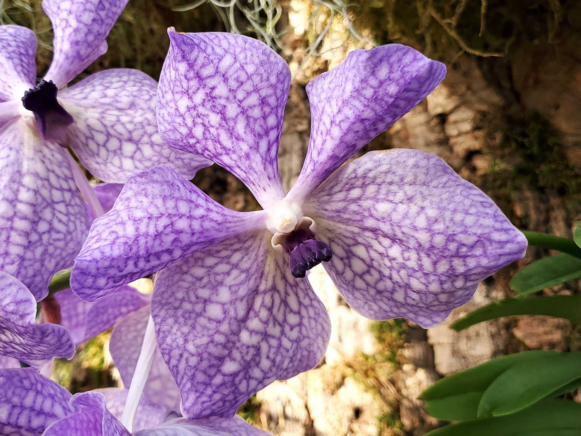 vanda orchid
