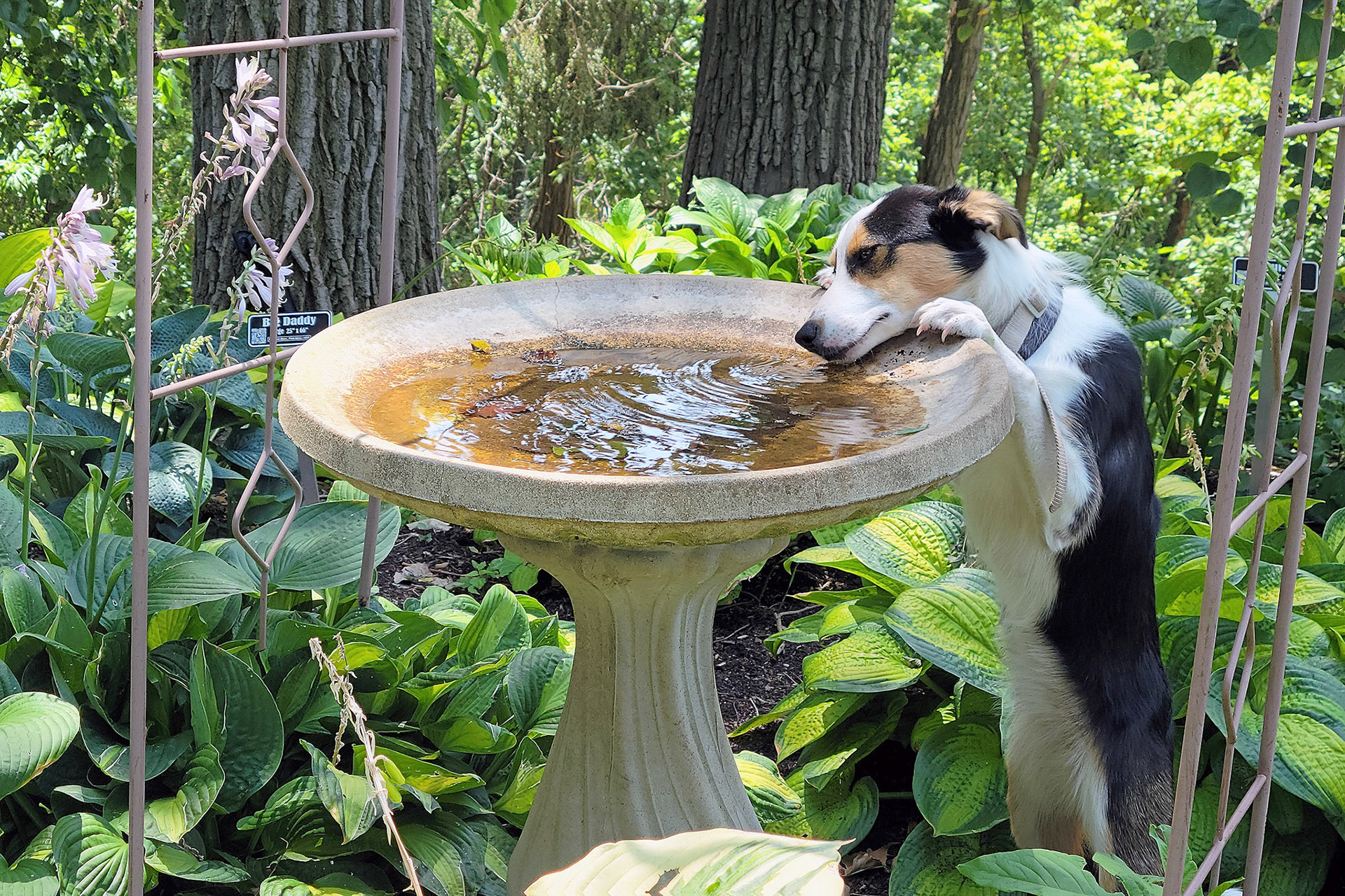 border collie