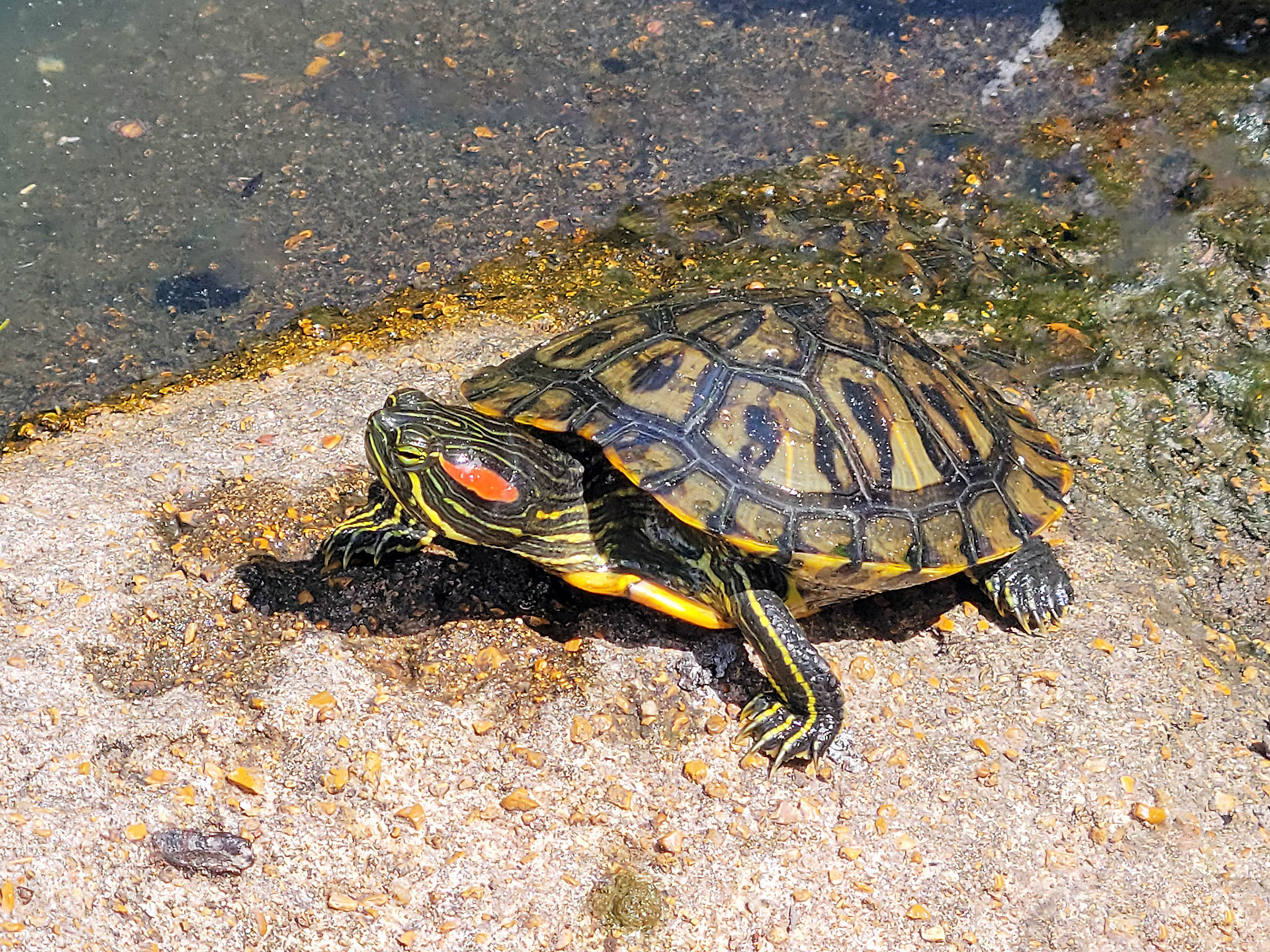 red-eared slider