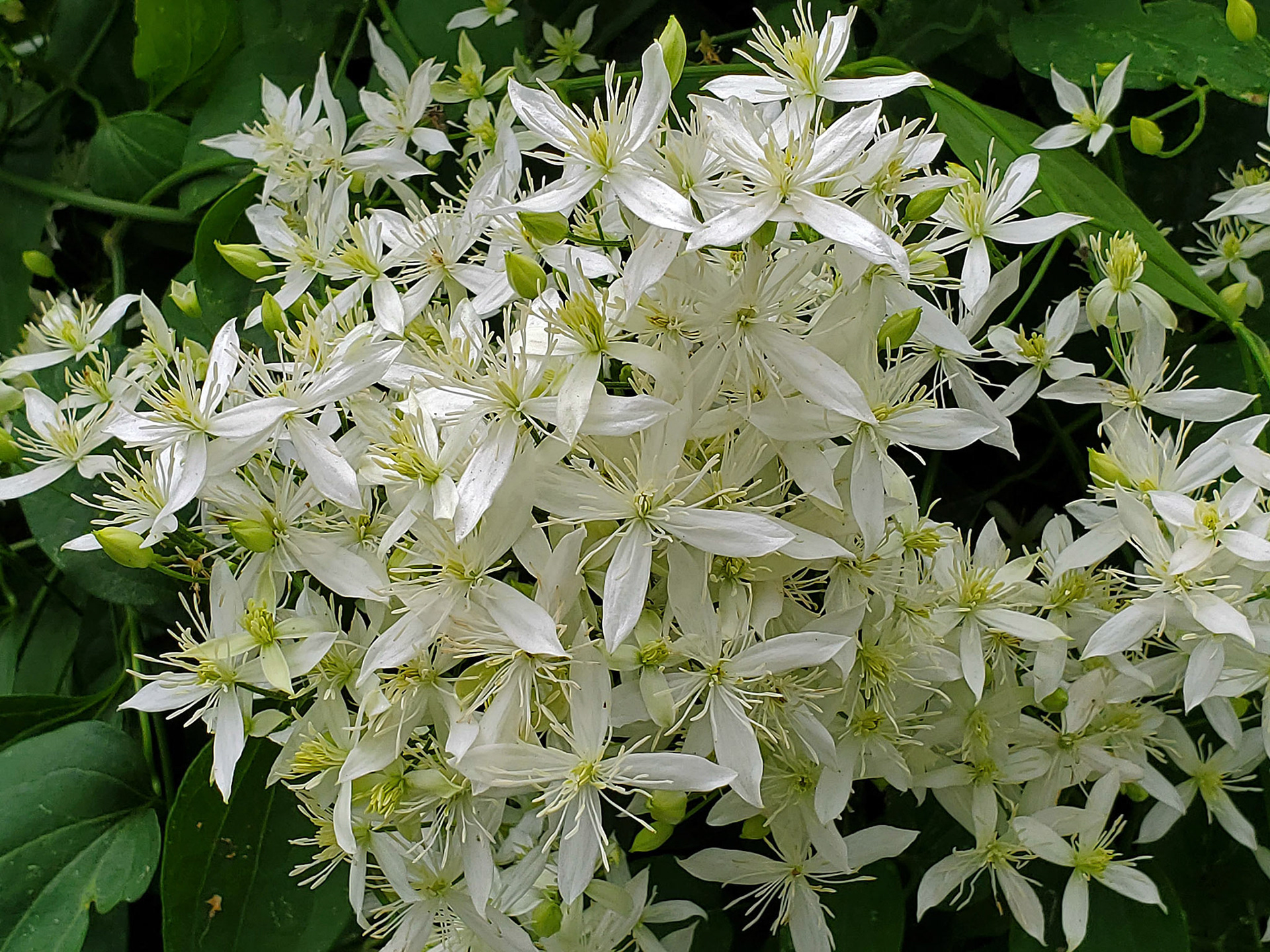 autumn clematis