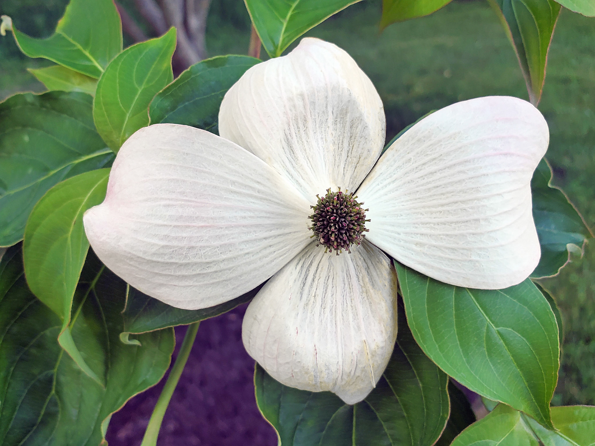 dogwood
